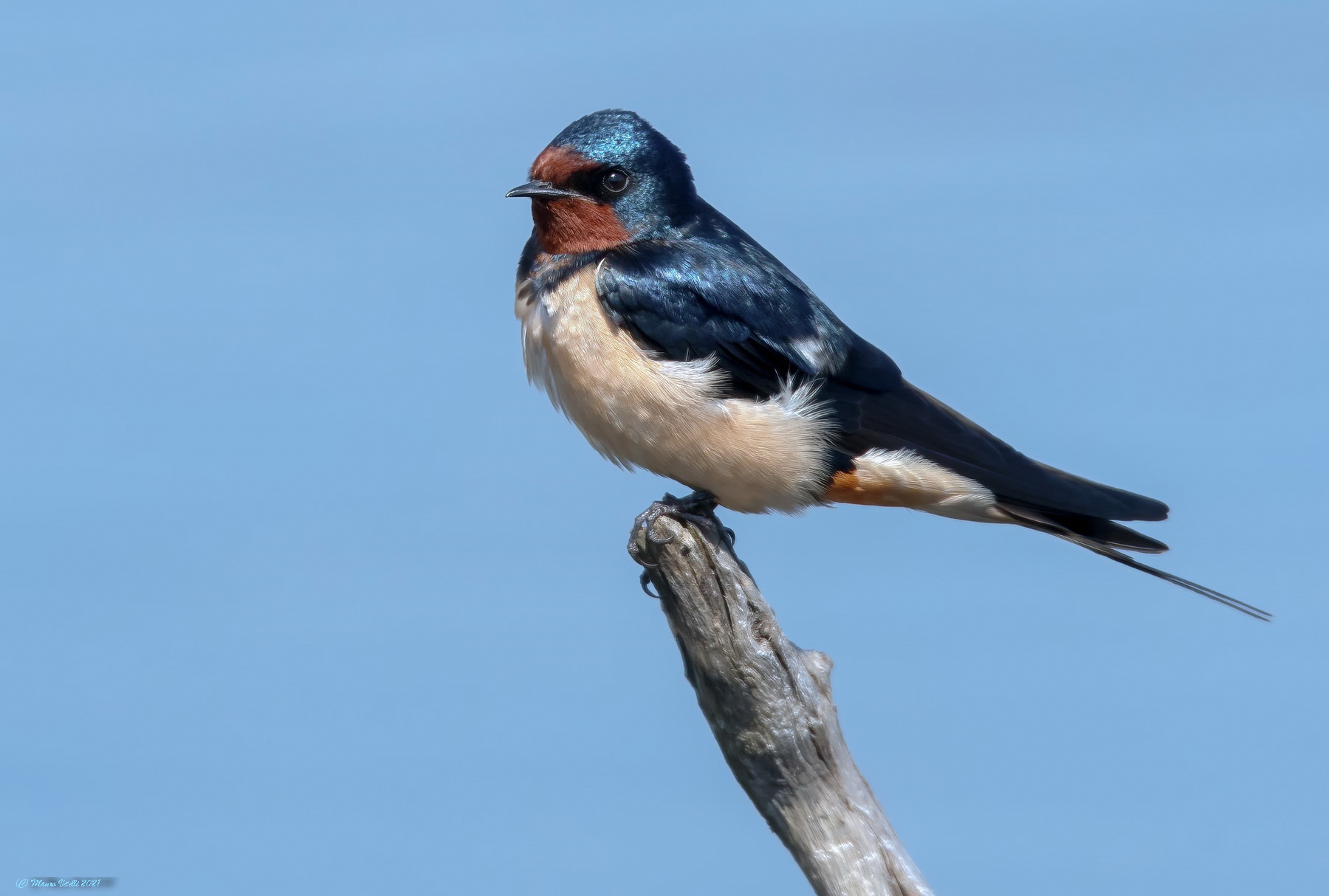 Swallow (Rustic Hirundo)