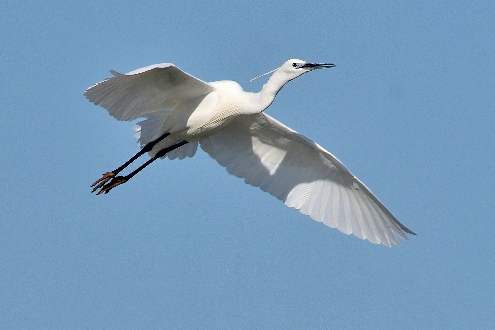 Garzetta egretta