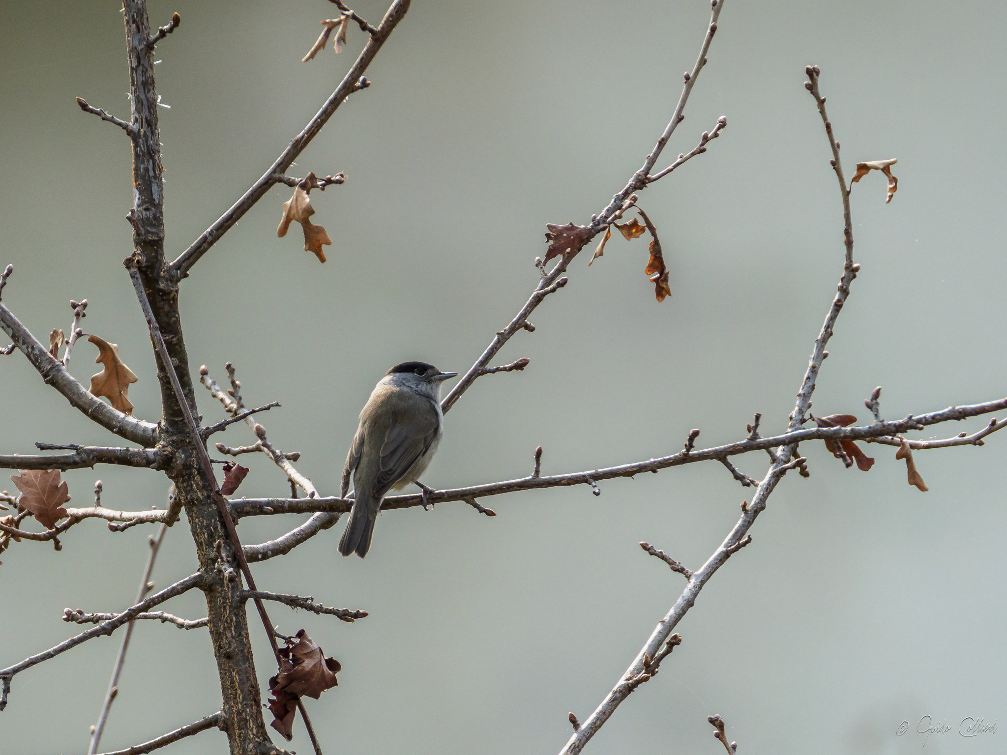 Cincia mora - Wikipedia