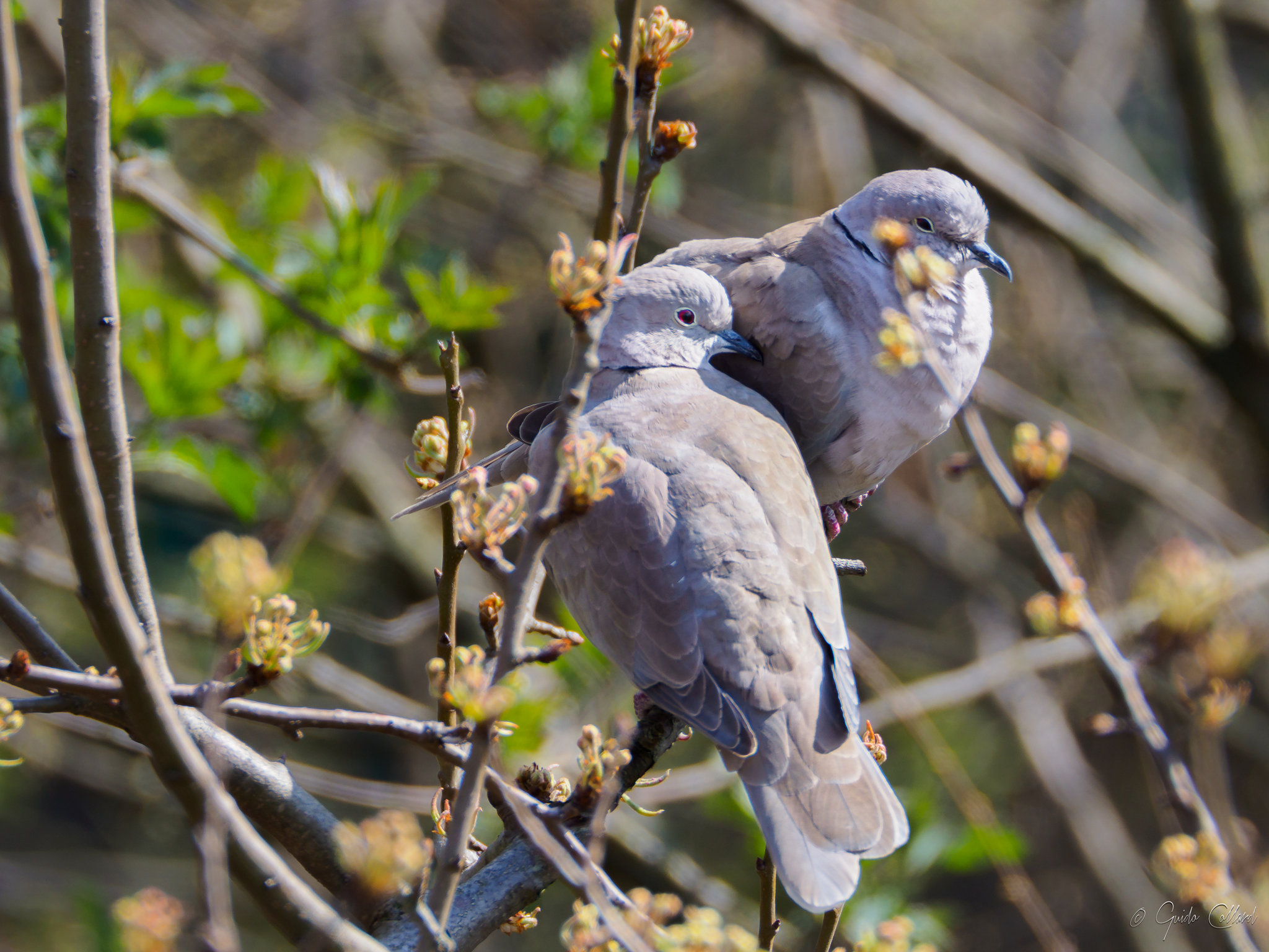Lovebirds. Doves in the branches