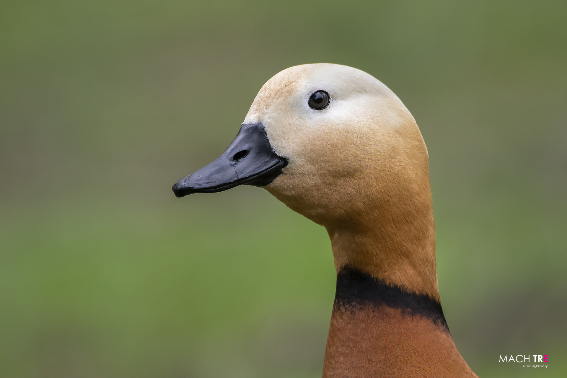 Casarca (Tadorna ferruginea)