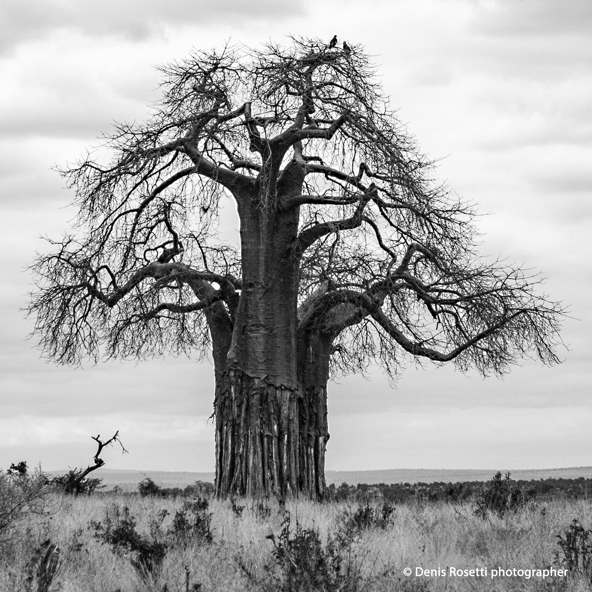 l'albero simbolo dell'africa