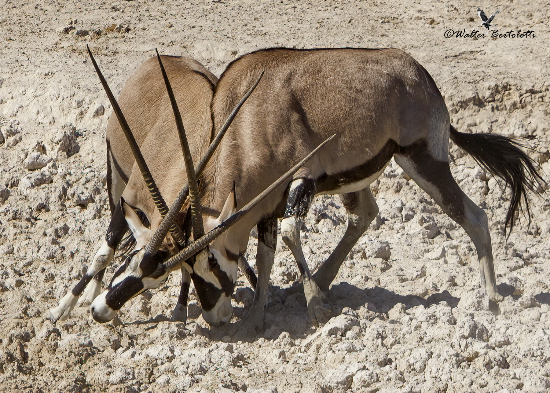 duello sotto il sole