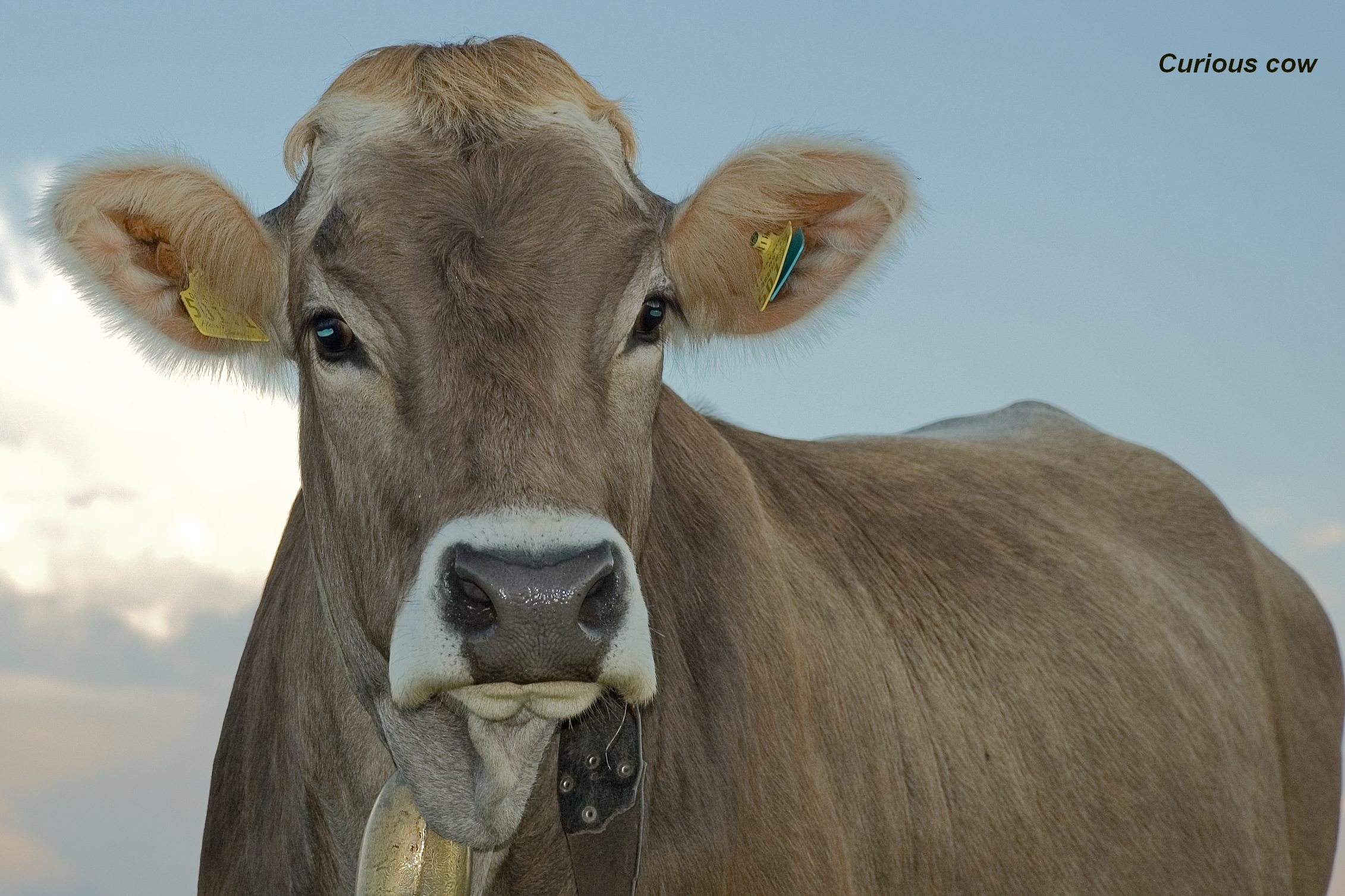 Curious cow