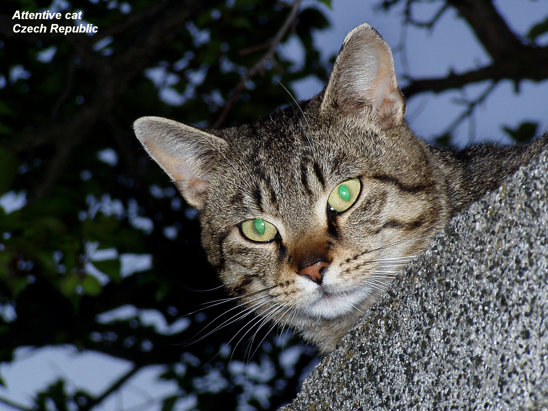 The attentive cat