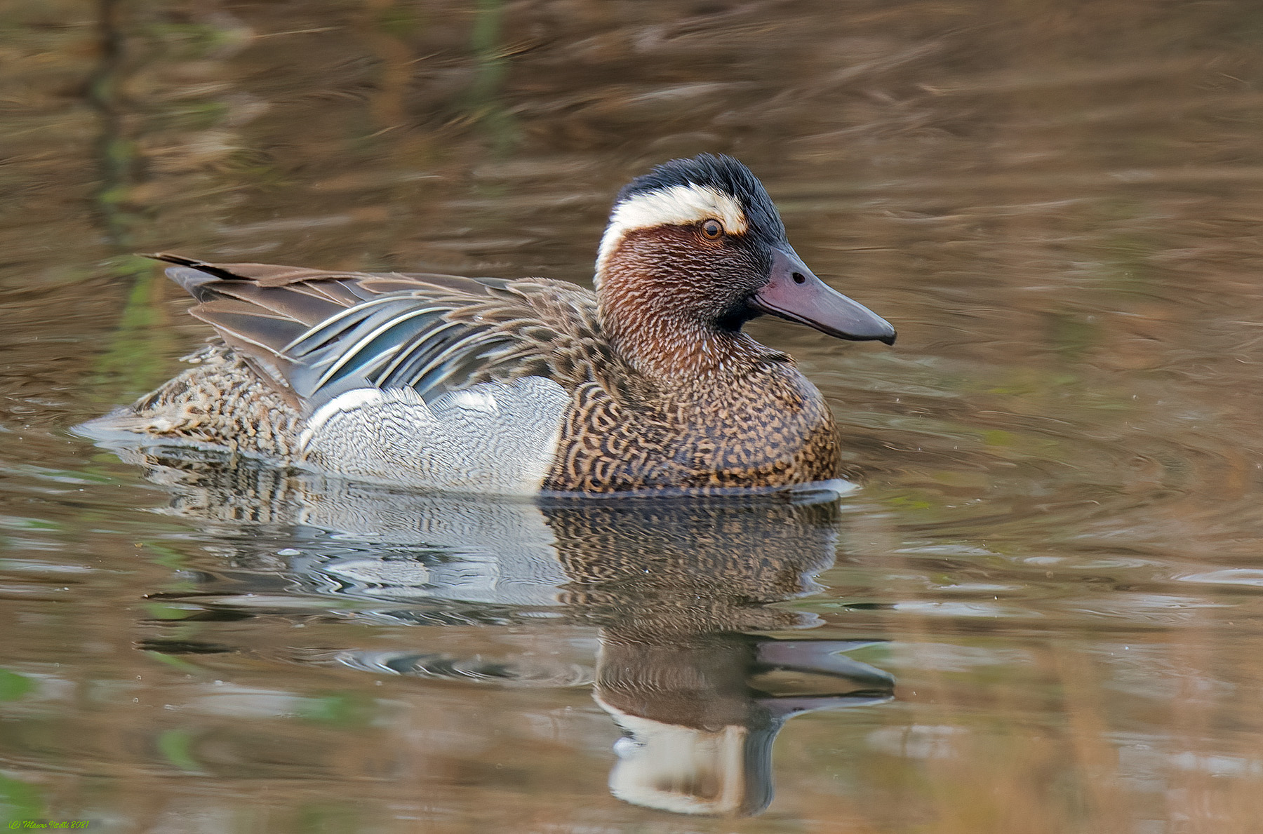 Marzaiola Department (Anas querquedula)