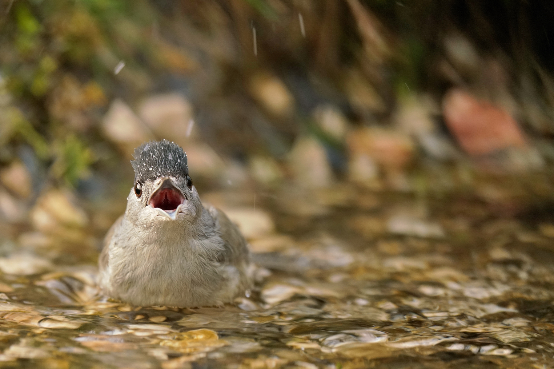 Ah.. who enjoys the bath.. (Capinera)