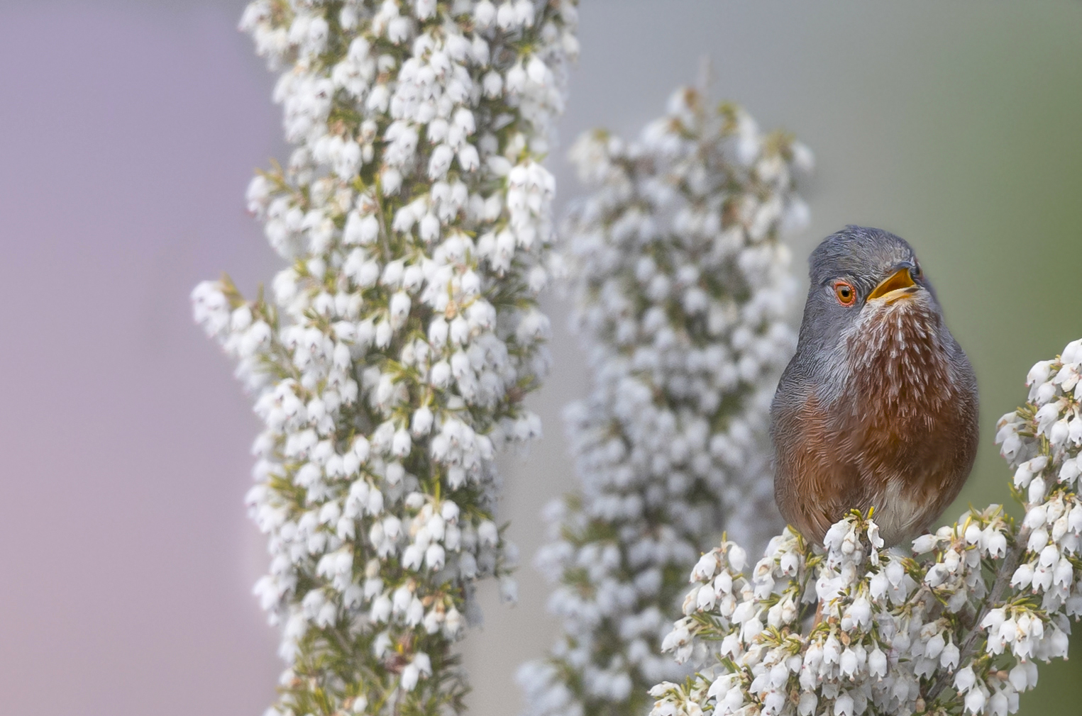 tripudio di colori per il canto della magnanina