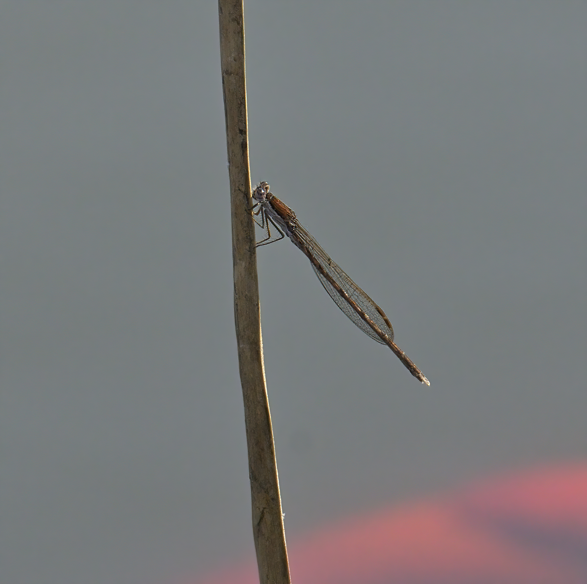 Libellula