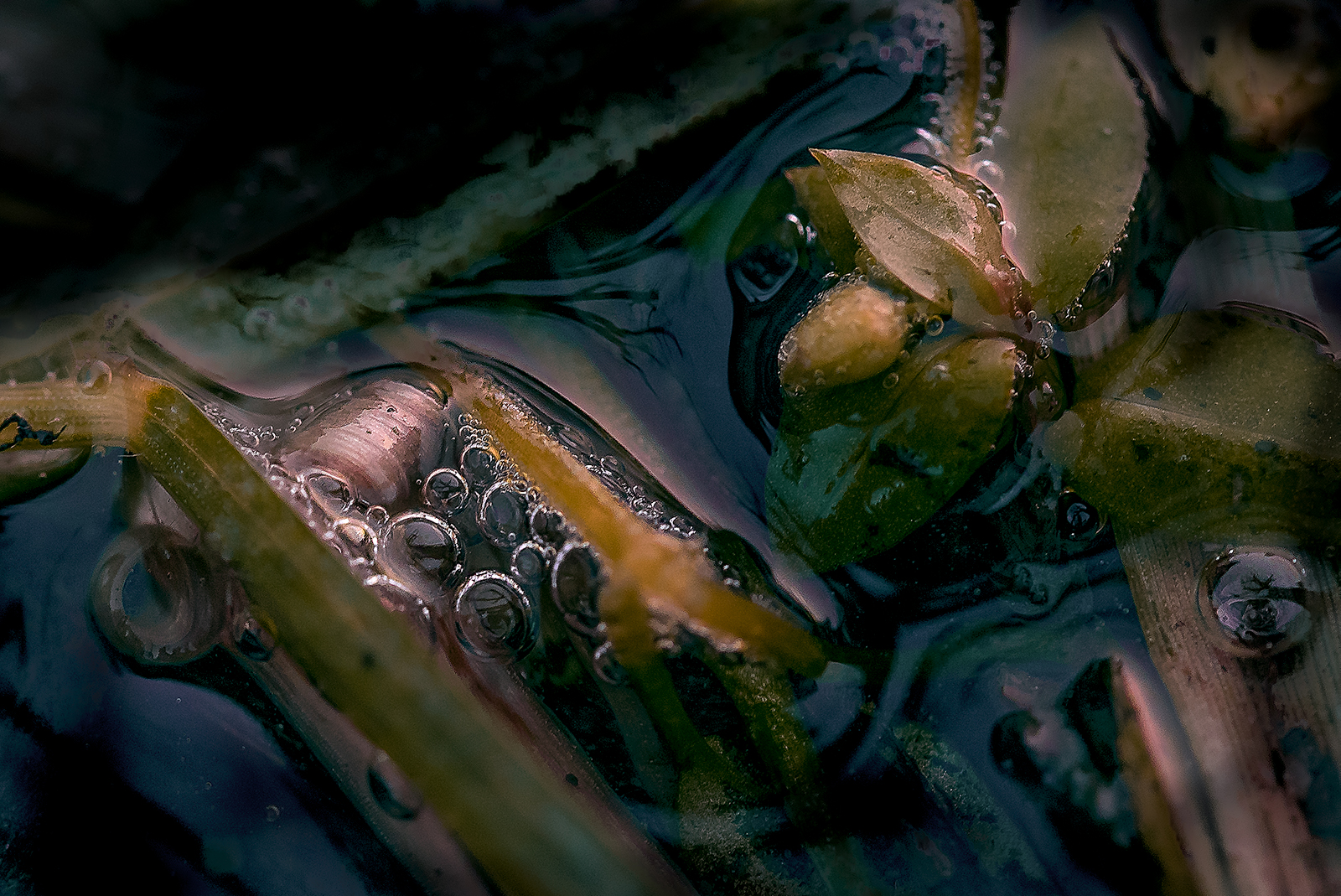 The Crying of a Tree