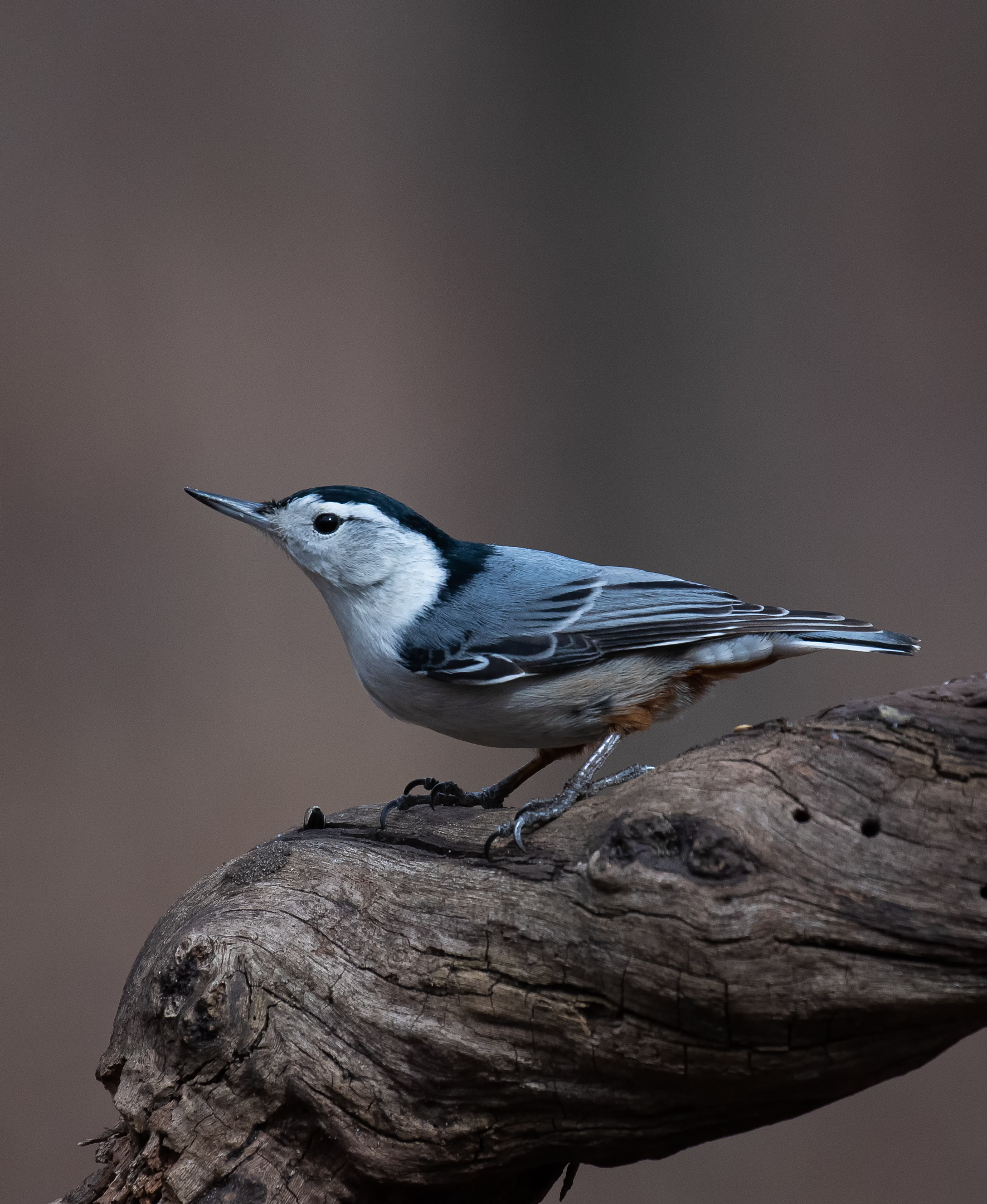 Nuthatch