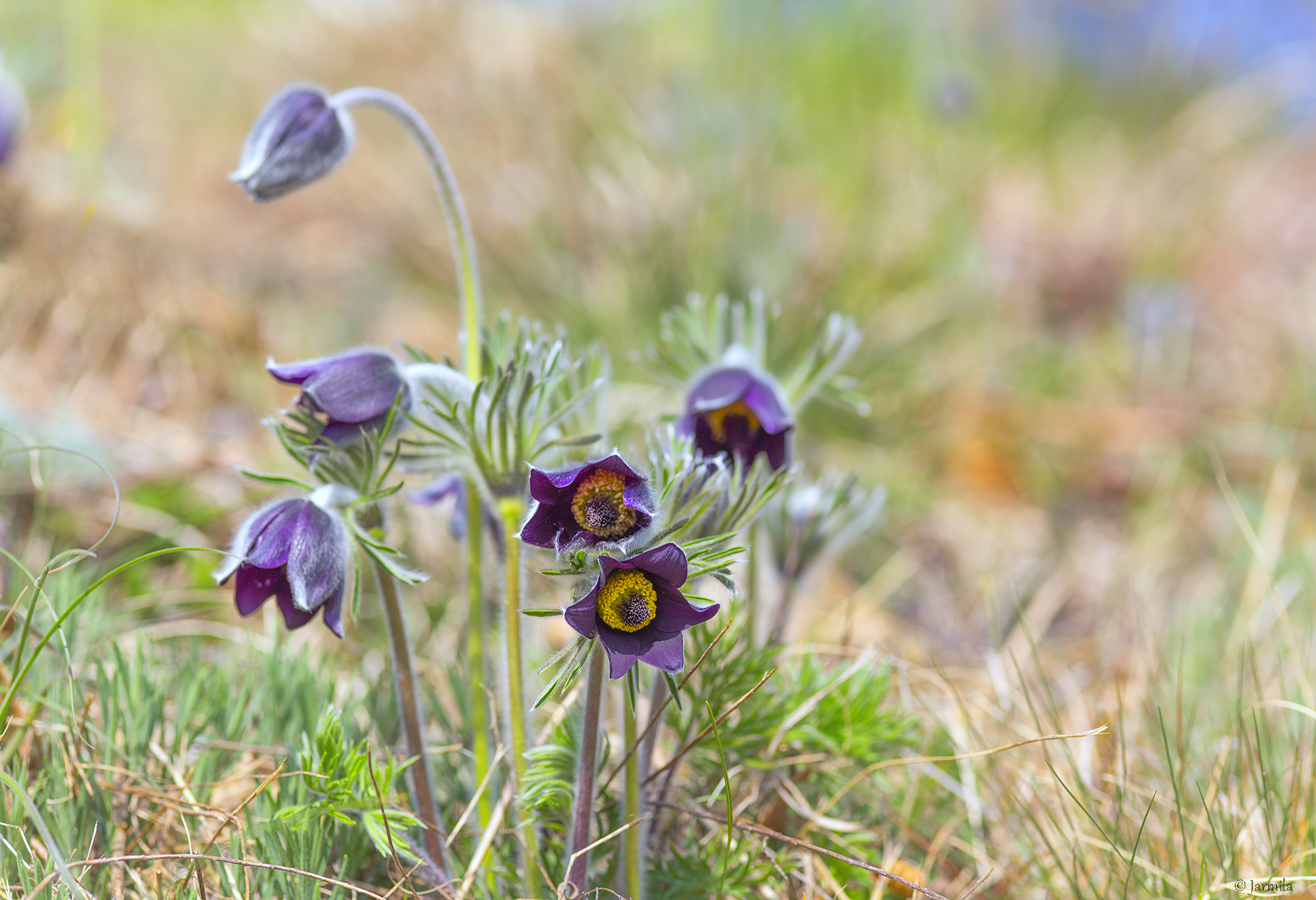 Felice primavera, la stagione della rinascita