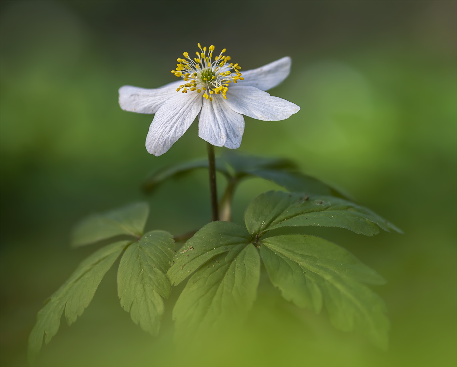 Anemonoides nemorosa
