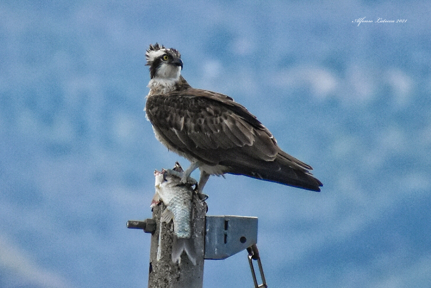 Lo spuntino del falco pescatore