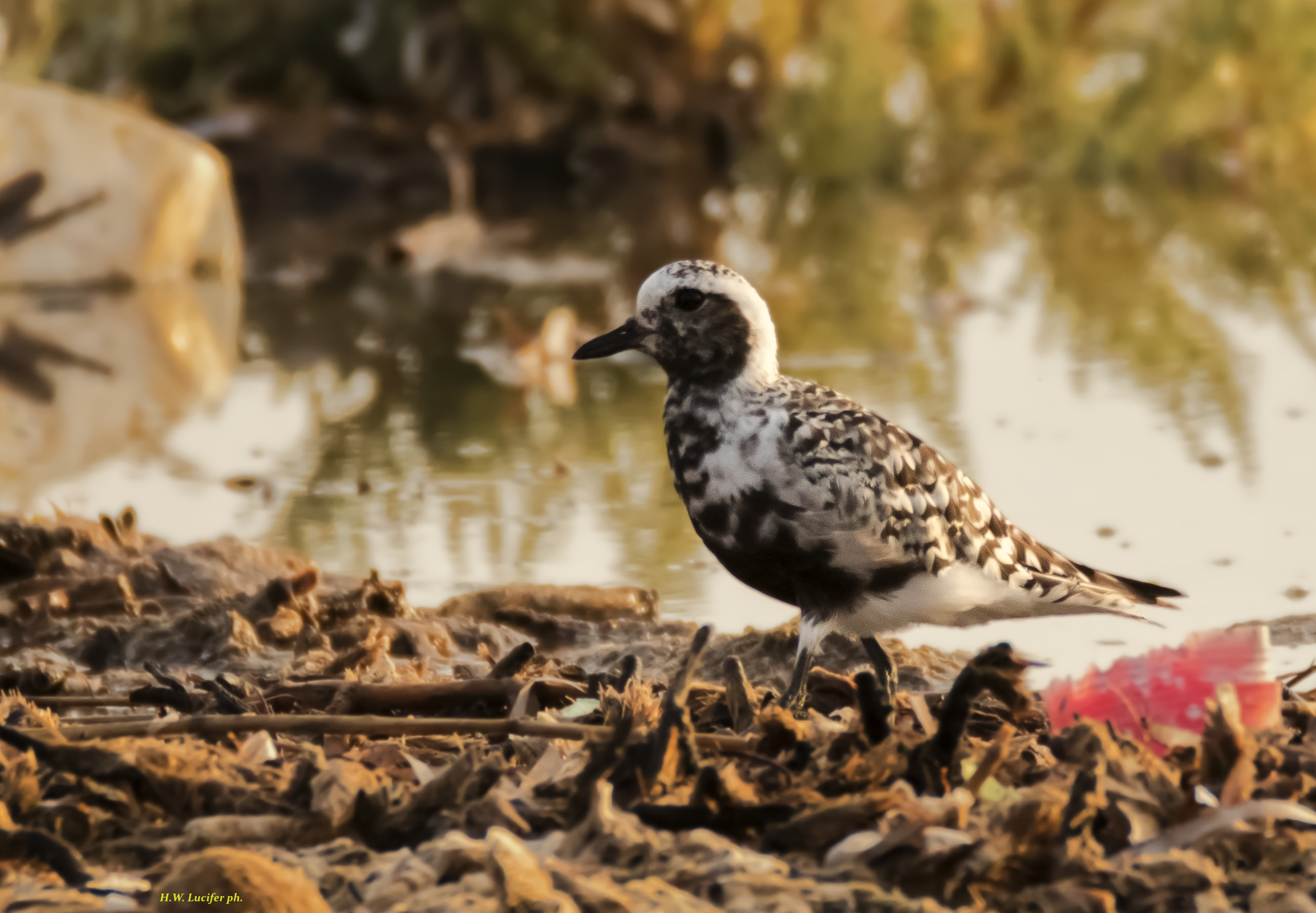 The March of the Pivieressa