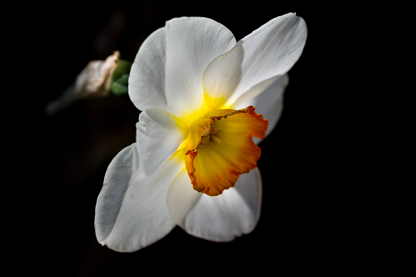 daffody in backlight