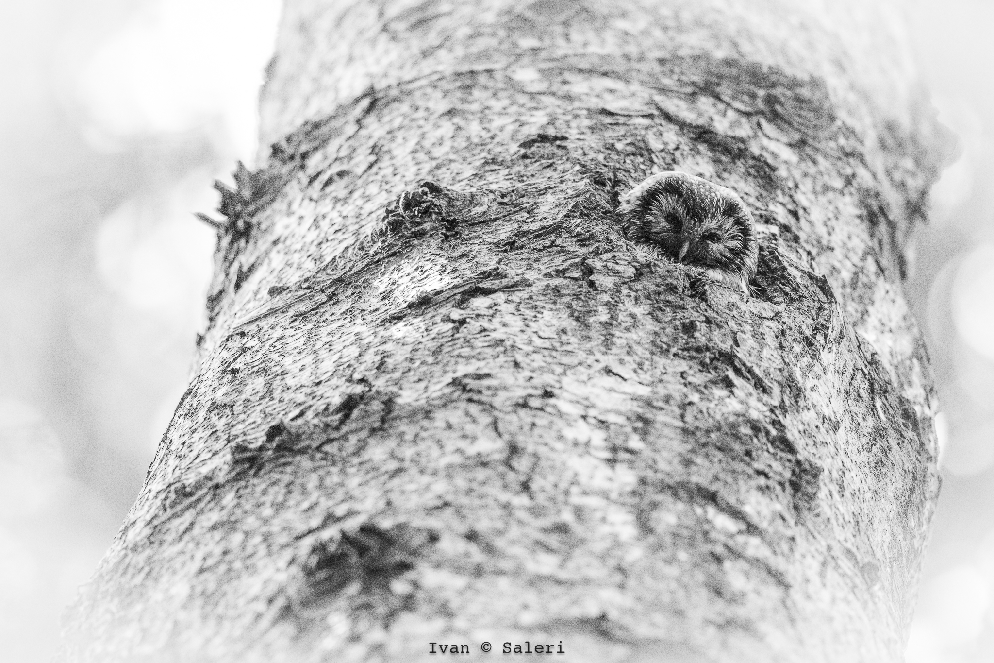 The forest hides secrets ....