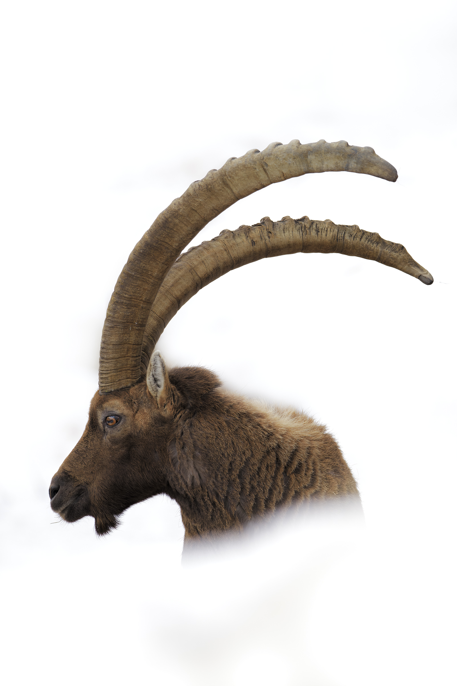 Lunghe Corna nel Bianco