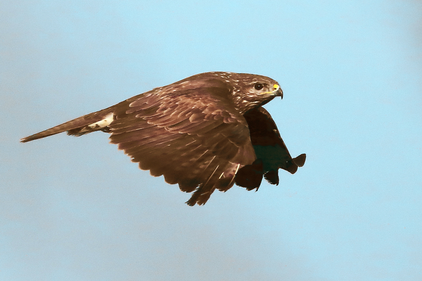 Poiana (Buteo Buteo)