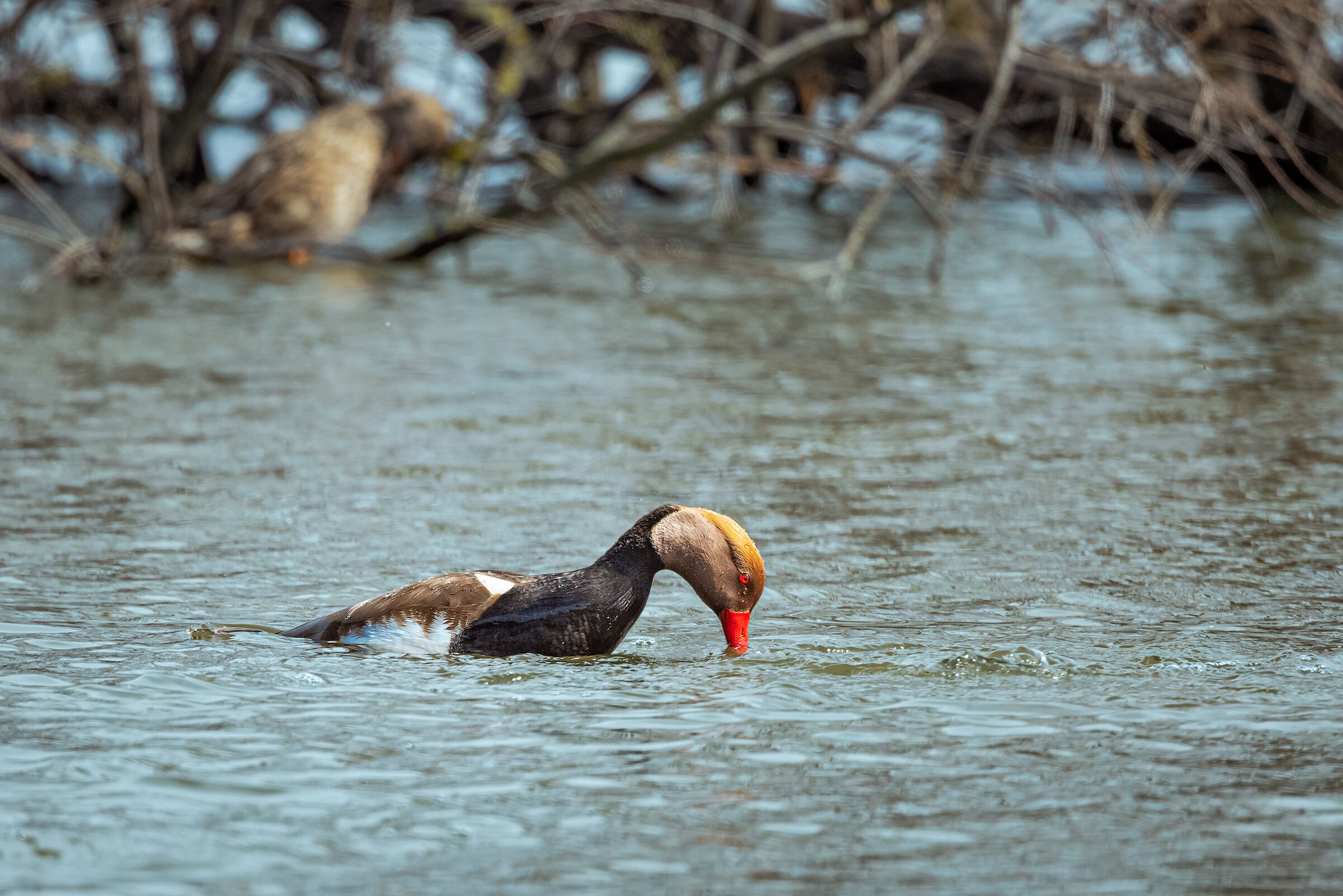 Fistione turco (maschio)