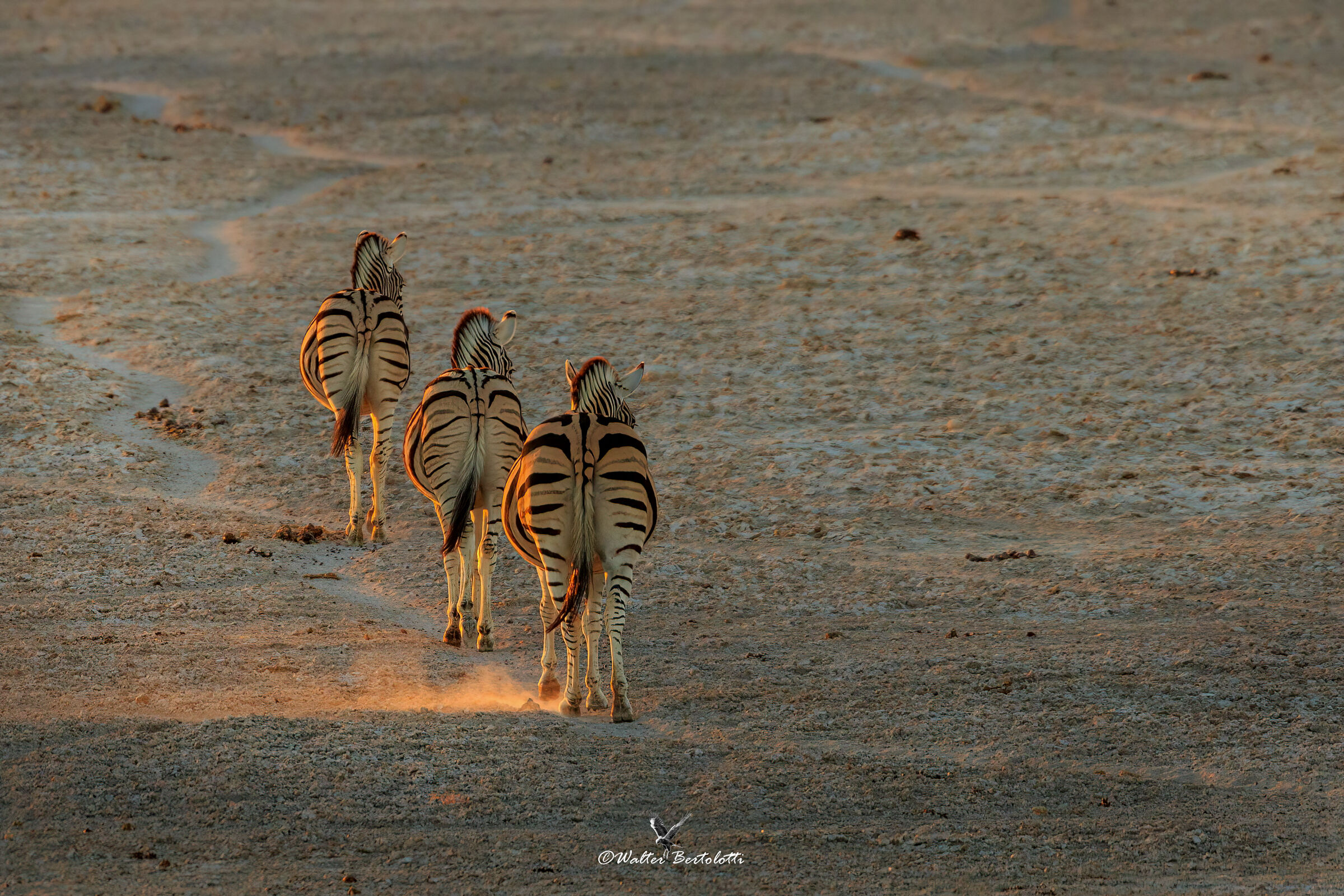 The Dawn of Etosha