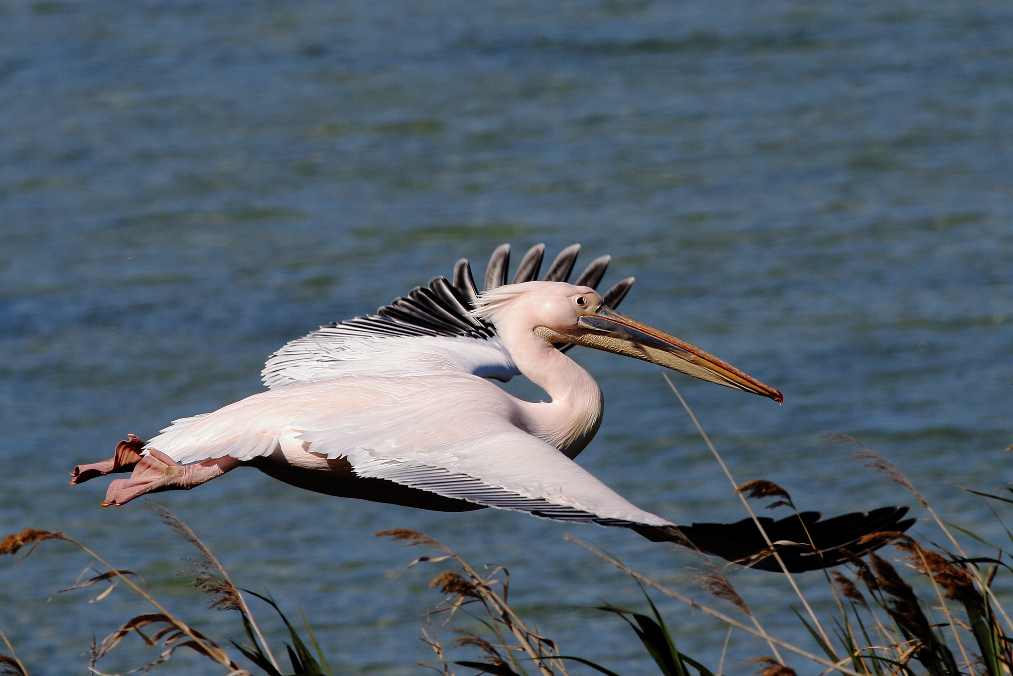 Pellicano Cagliaritano ...."in  planata"