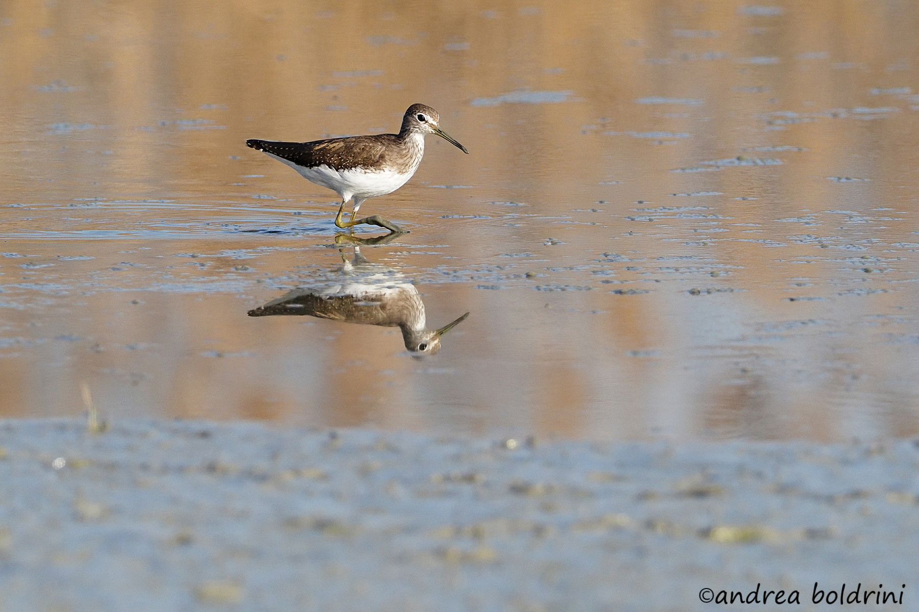 Pyro Piro boschereccio