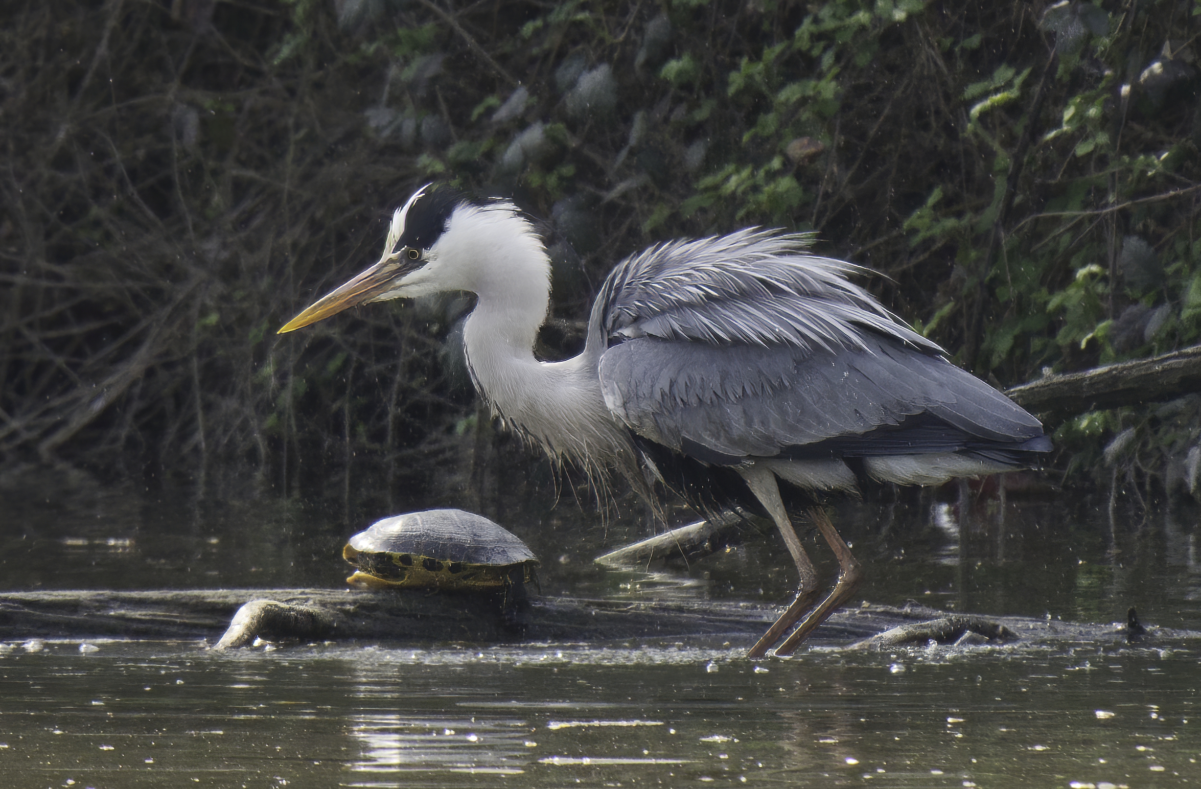 The Shrug of the Ashes