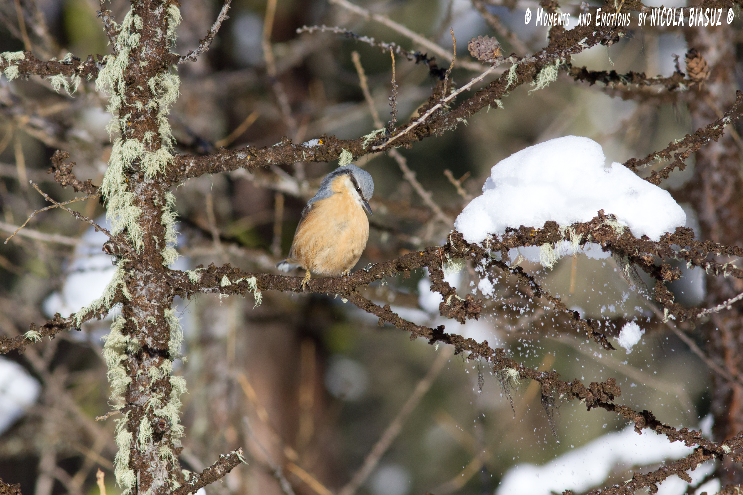 Nuthatch