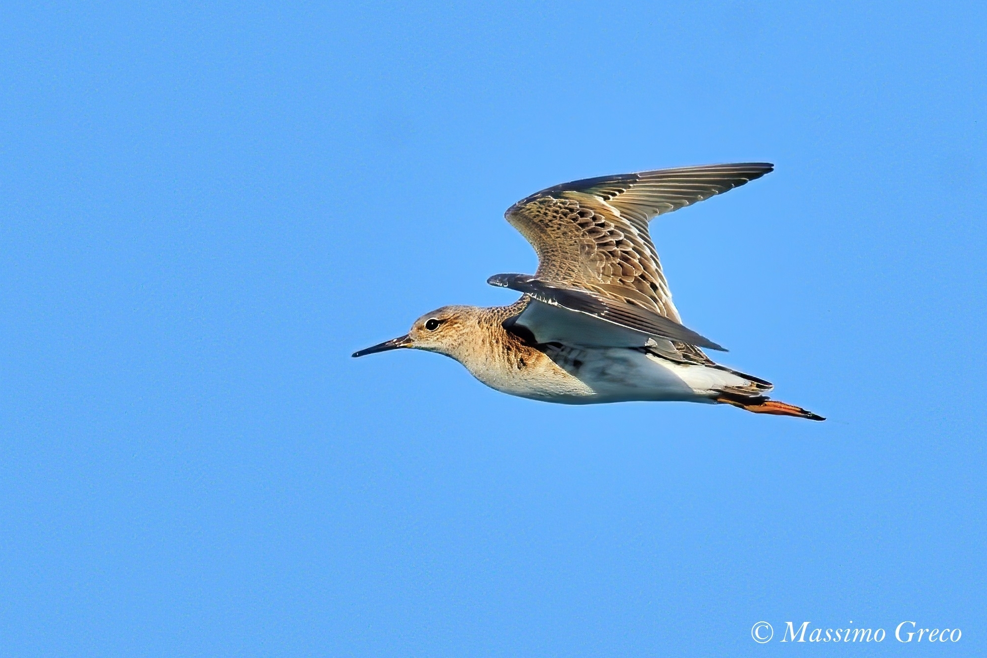 Fighter (Philomachus pugnax)