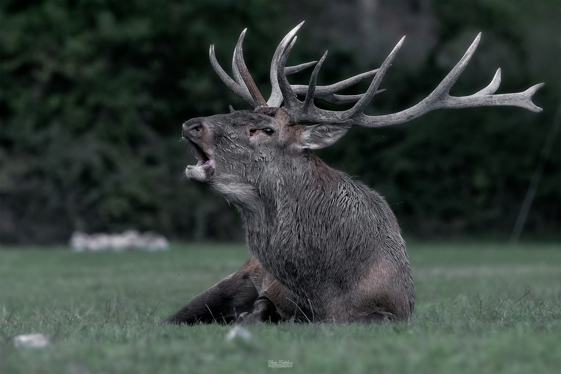 Big stag, big antlers