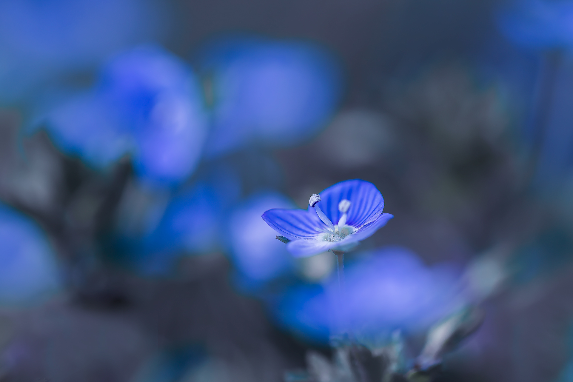 Painting of blue