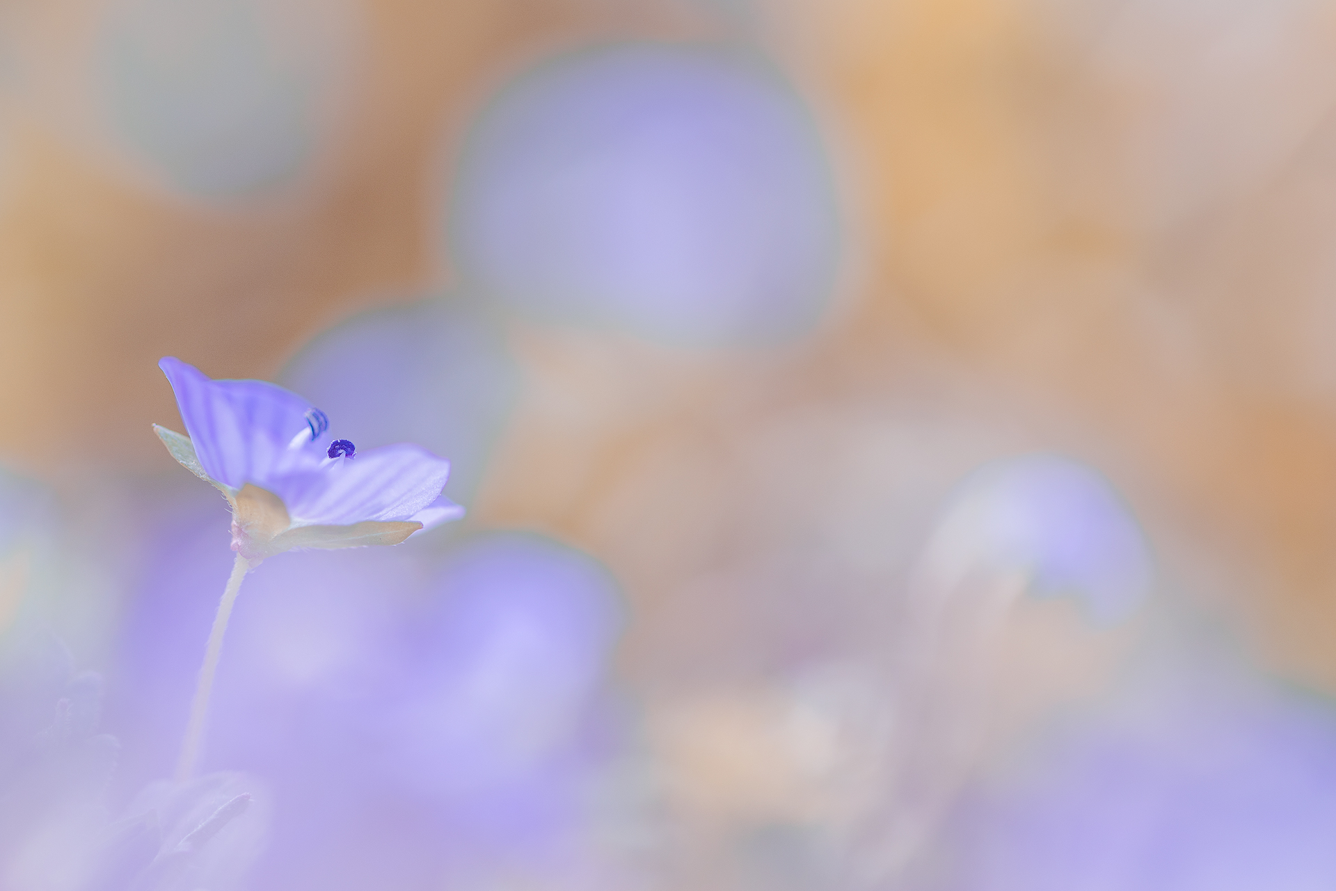 Gently