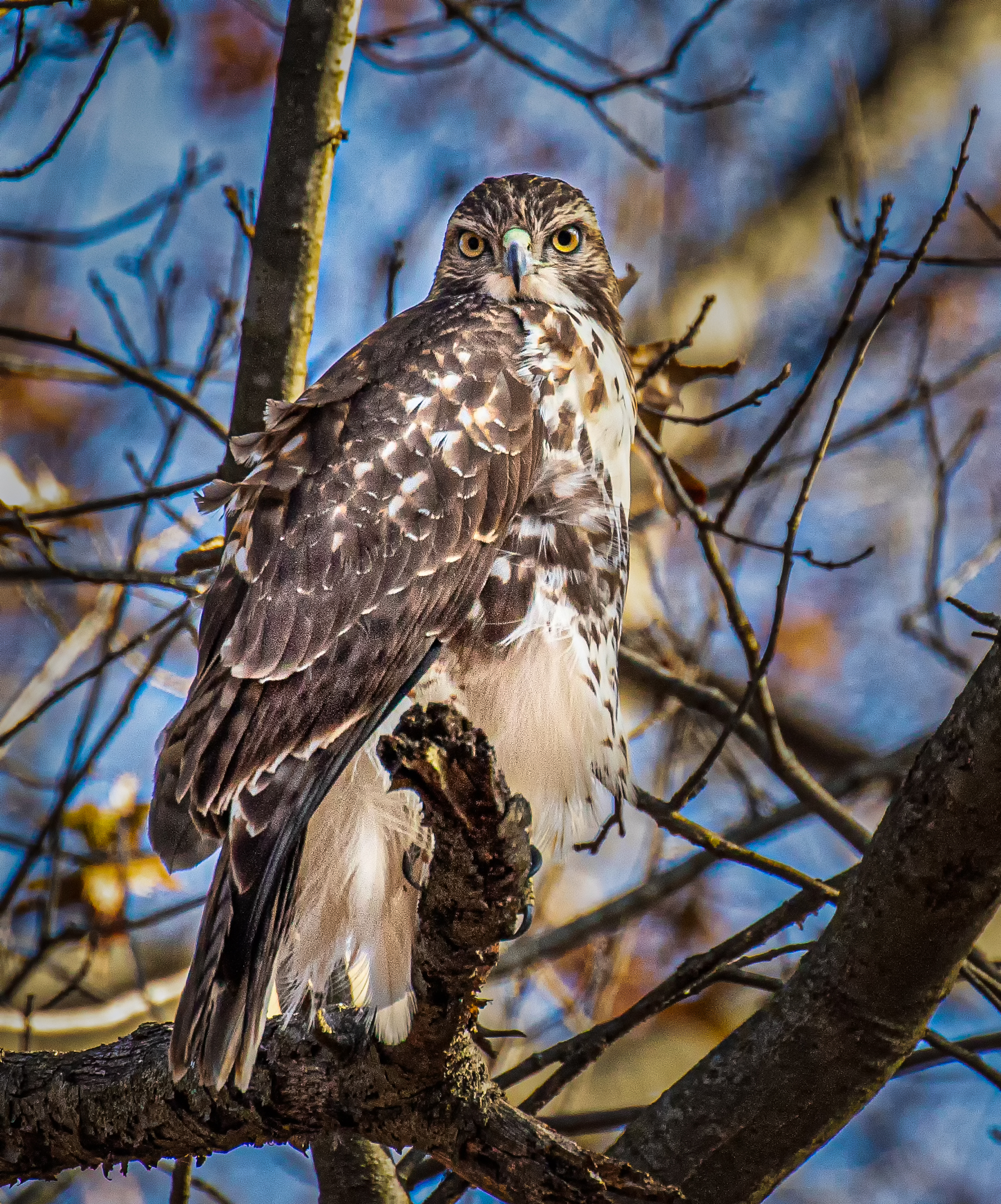 Red-Tail Hawk.