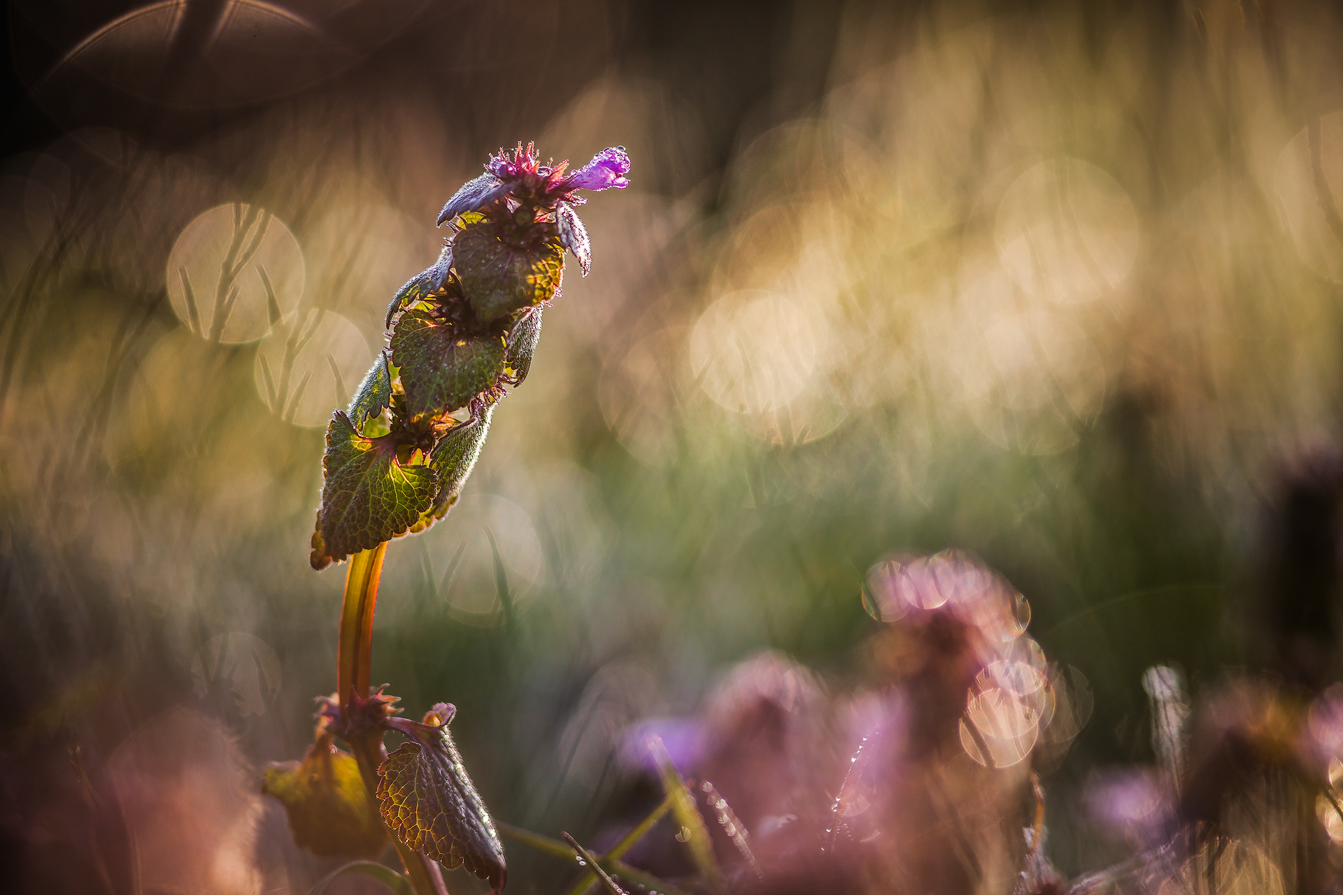 Welcome to the jungle