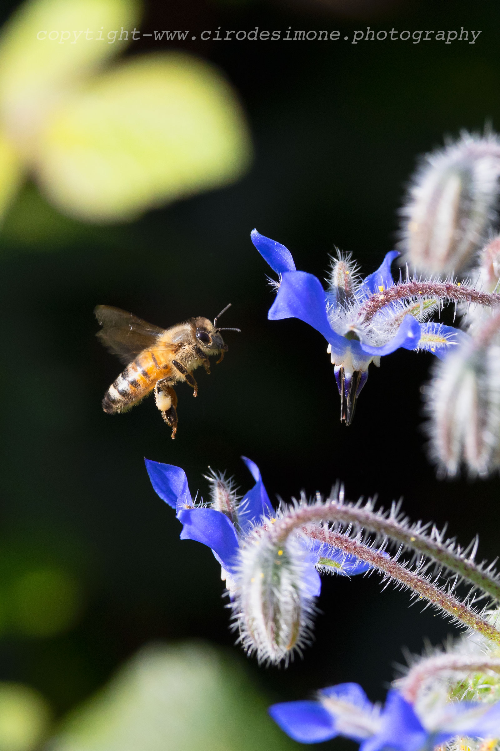 Bee and borage
