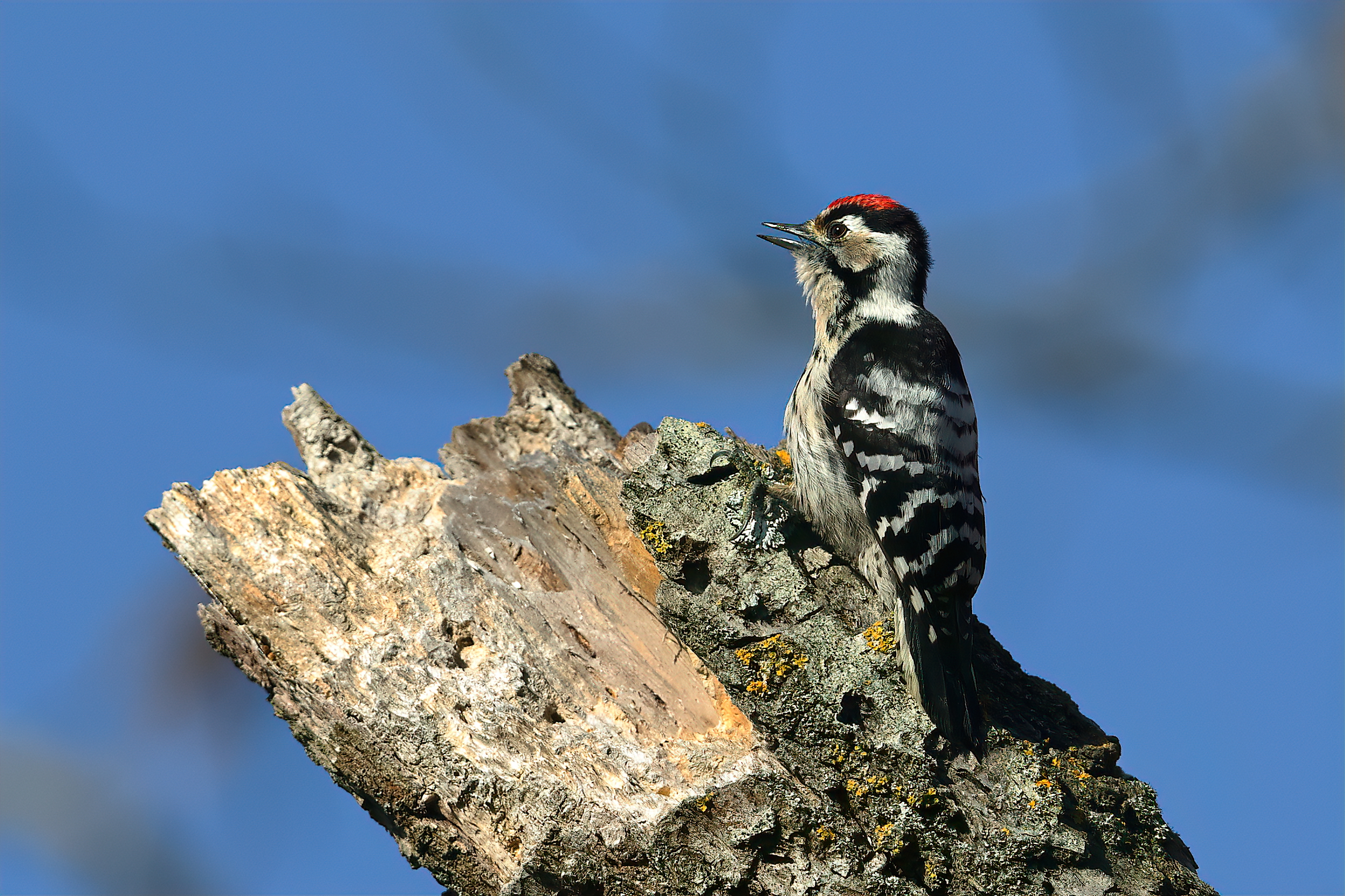Red woodpecker minor m.