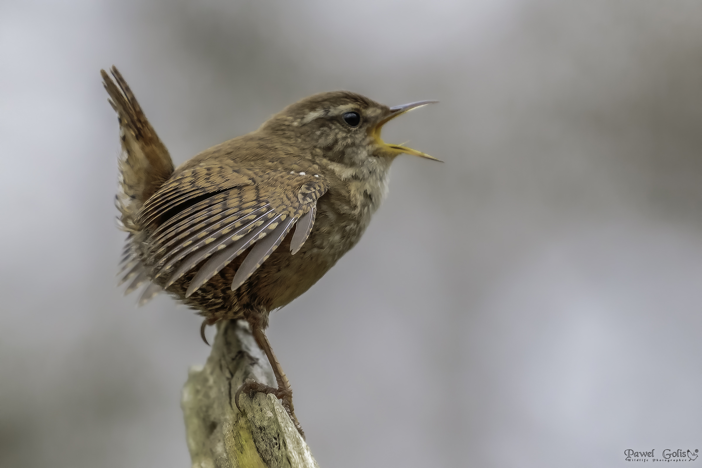 Scricciolo eurasiatico (Troglodytes troglodytes)