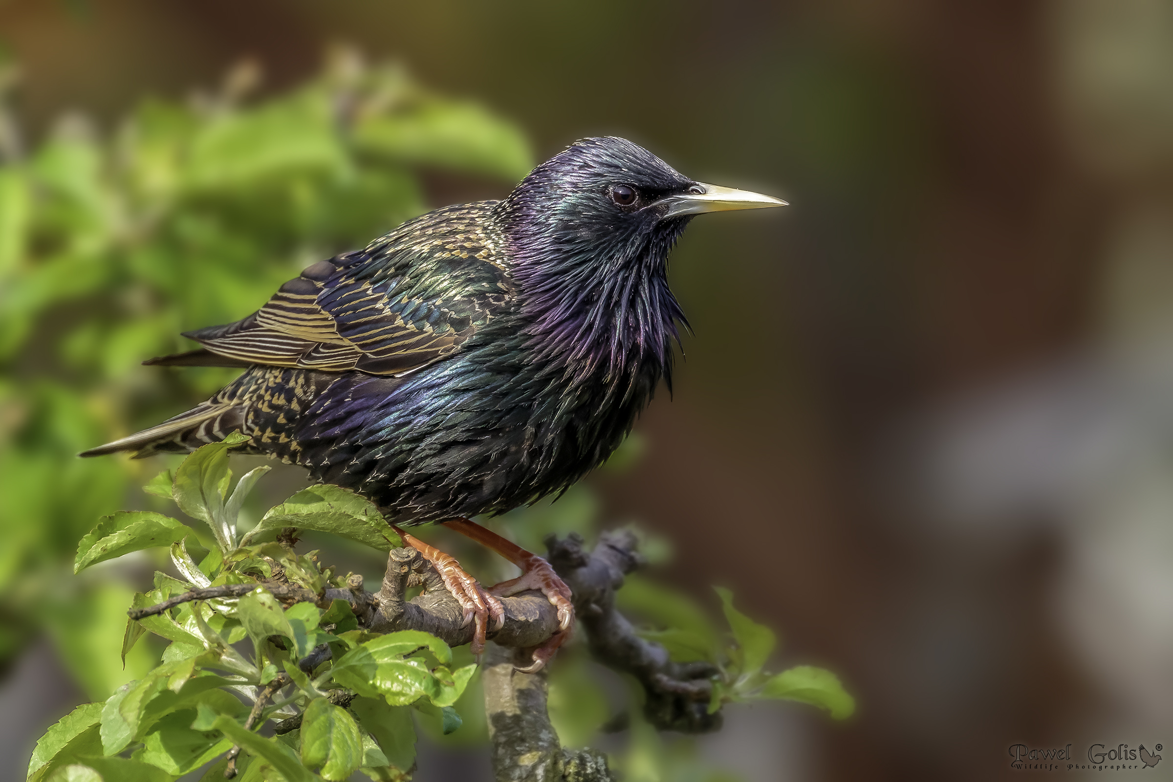 Sturnus vulgaris (Sturnus vulgaris)