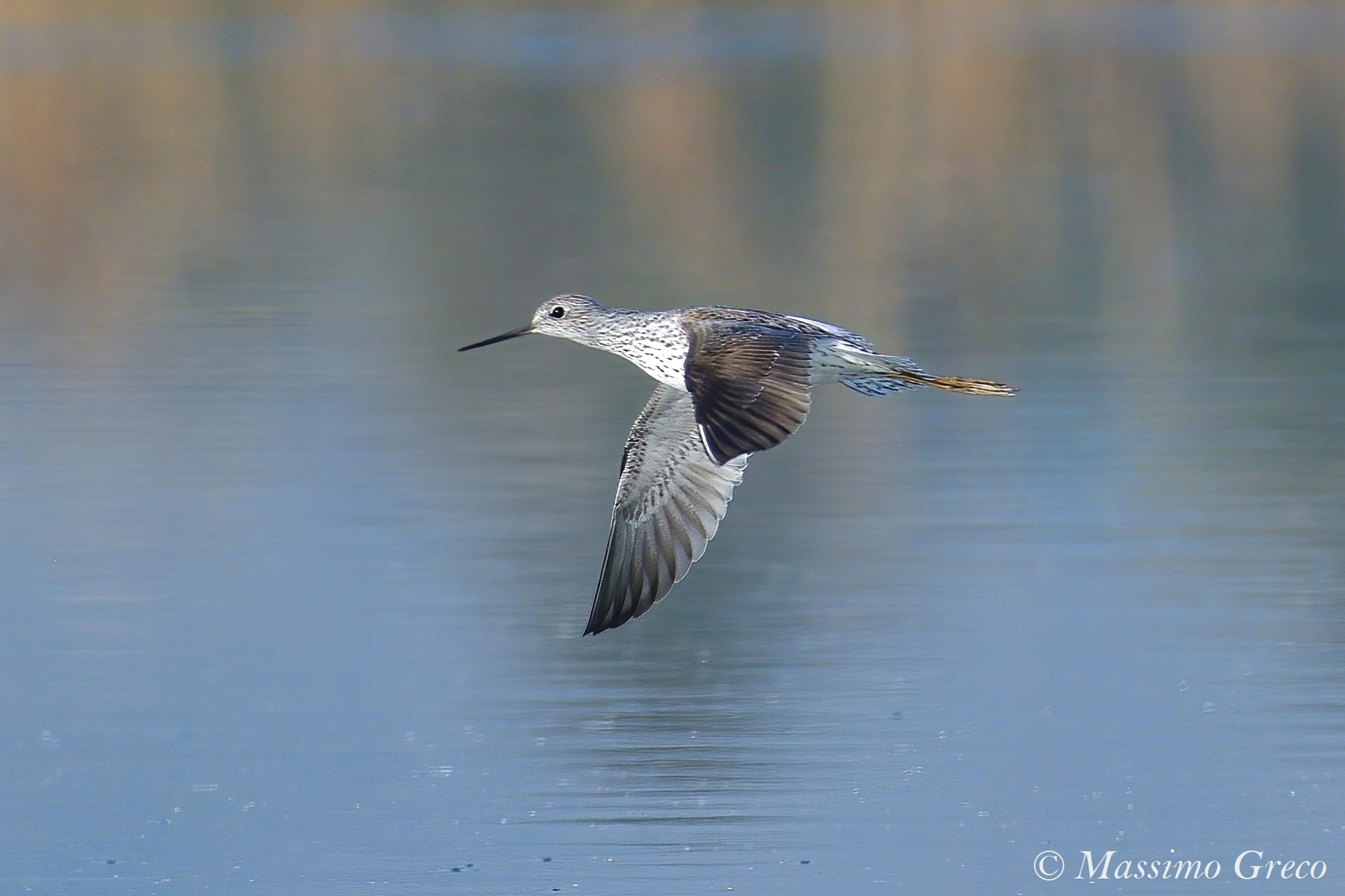 Pantana (Tringa nebularia)