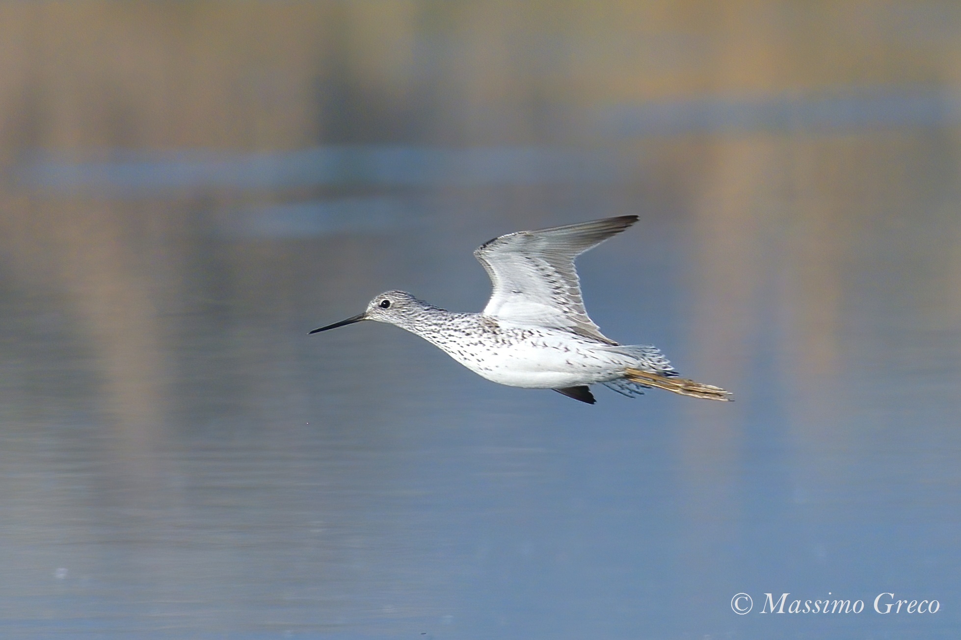 Pantana (Tringa nebularia)
