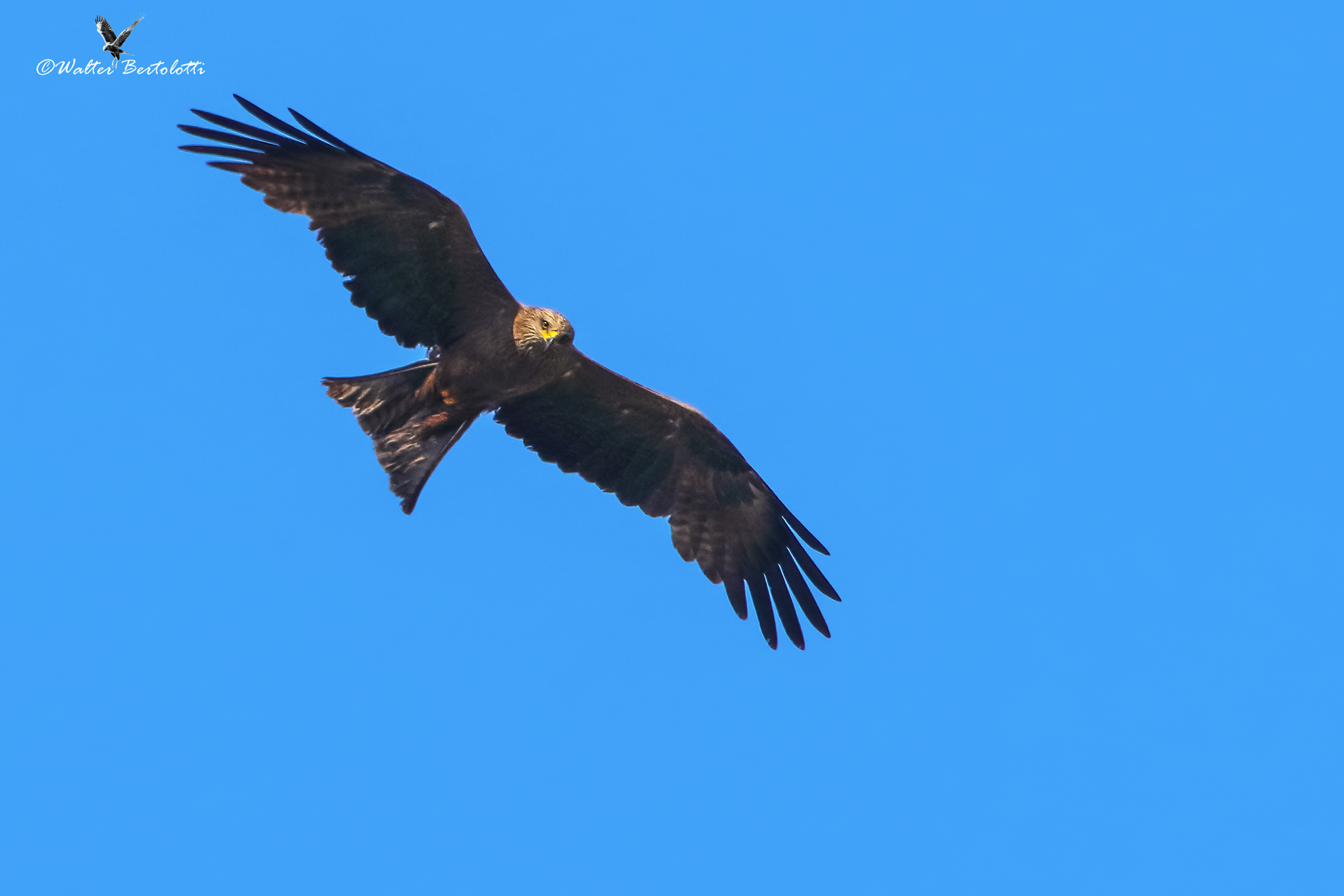 black kite