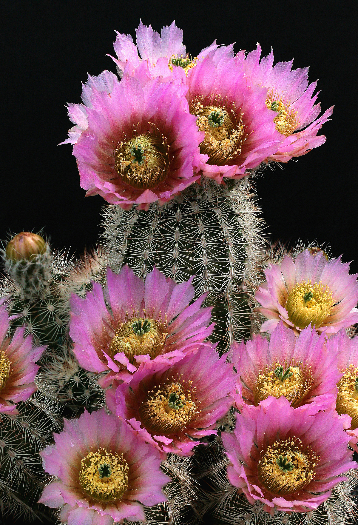 Echinocereus albispinus (forma Greer County, Oklahoma)