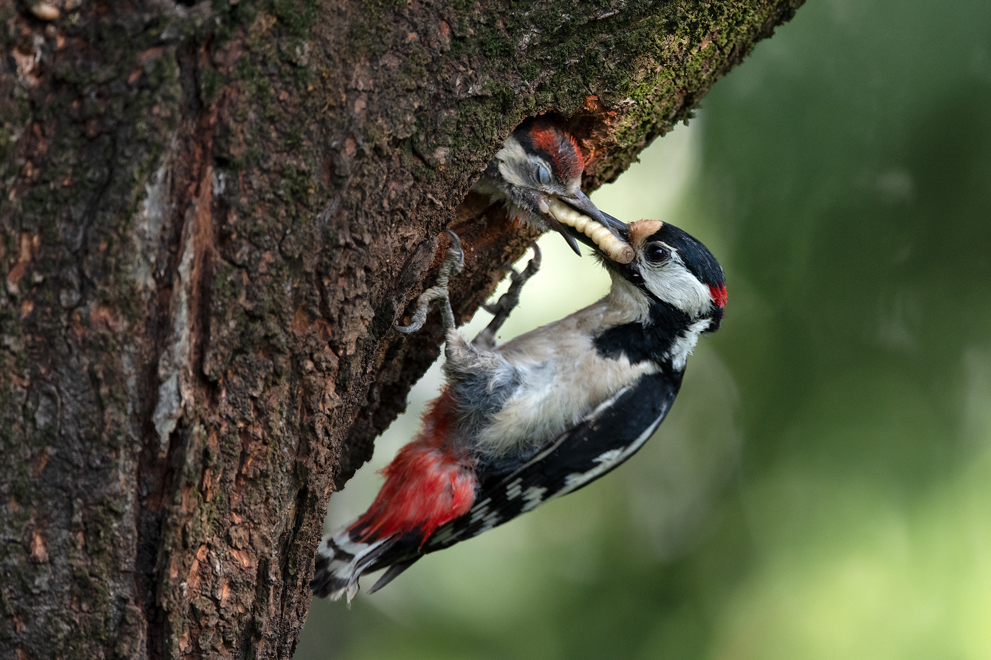 Imbeccata picchio rosso maggiore