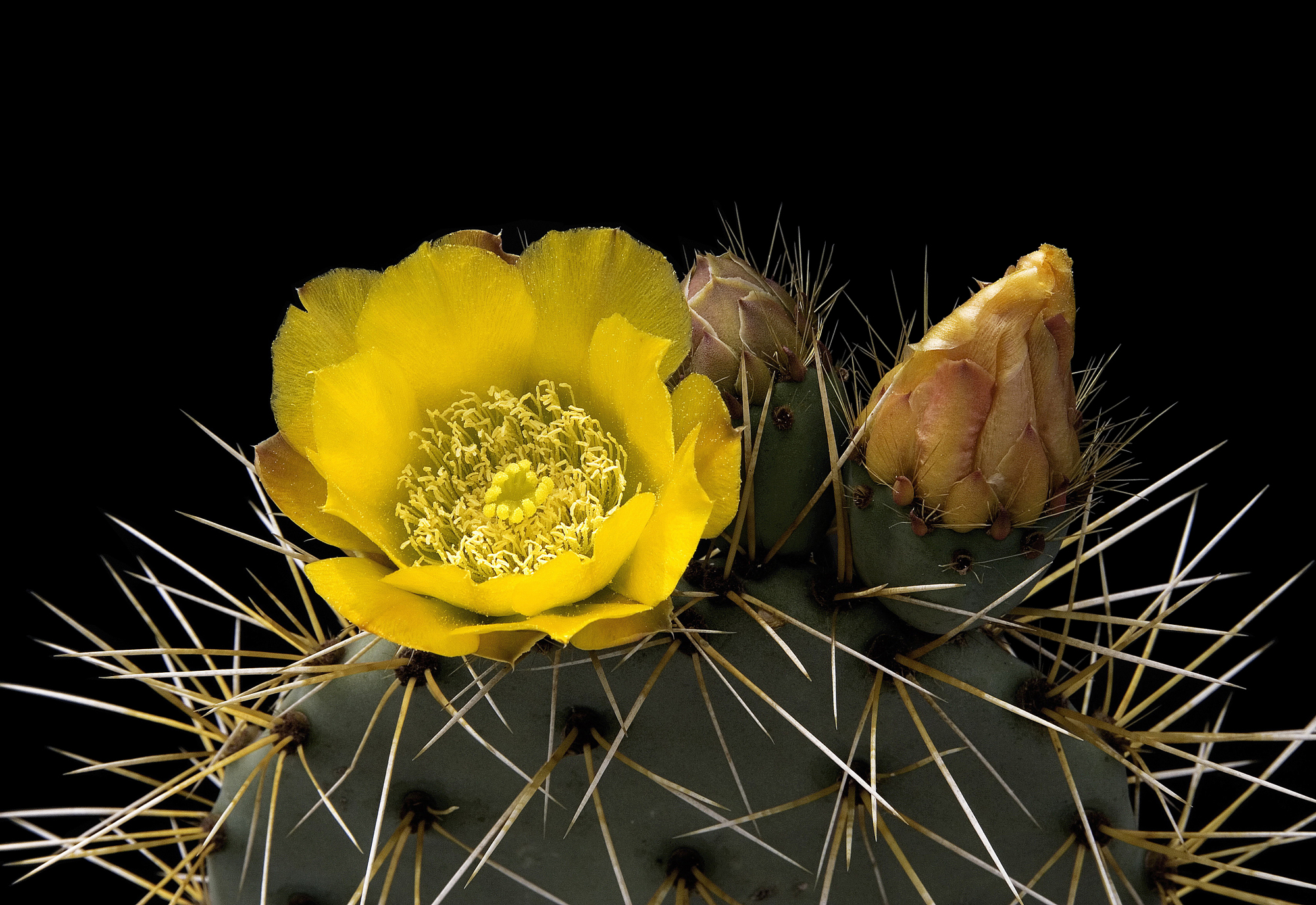 Opuntia lagunae