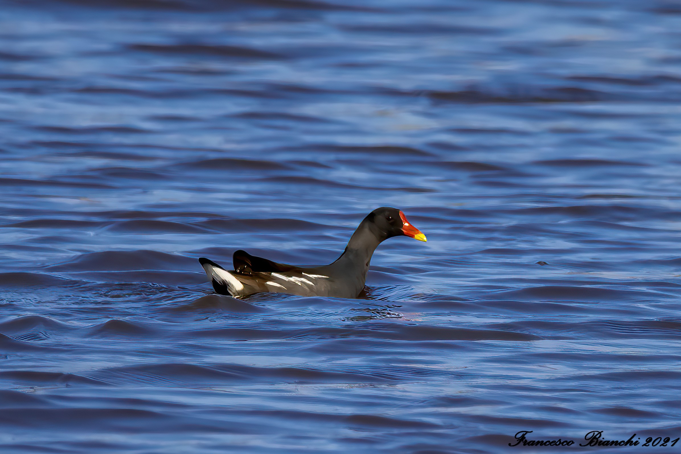 Water gallinule