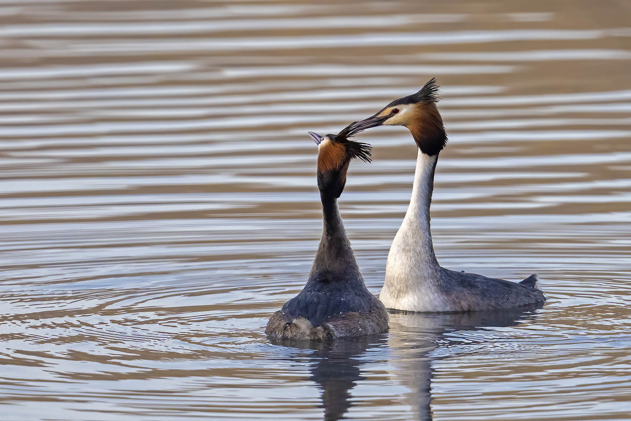 tesoro vieni qui che ti sistemo i capelli