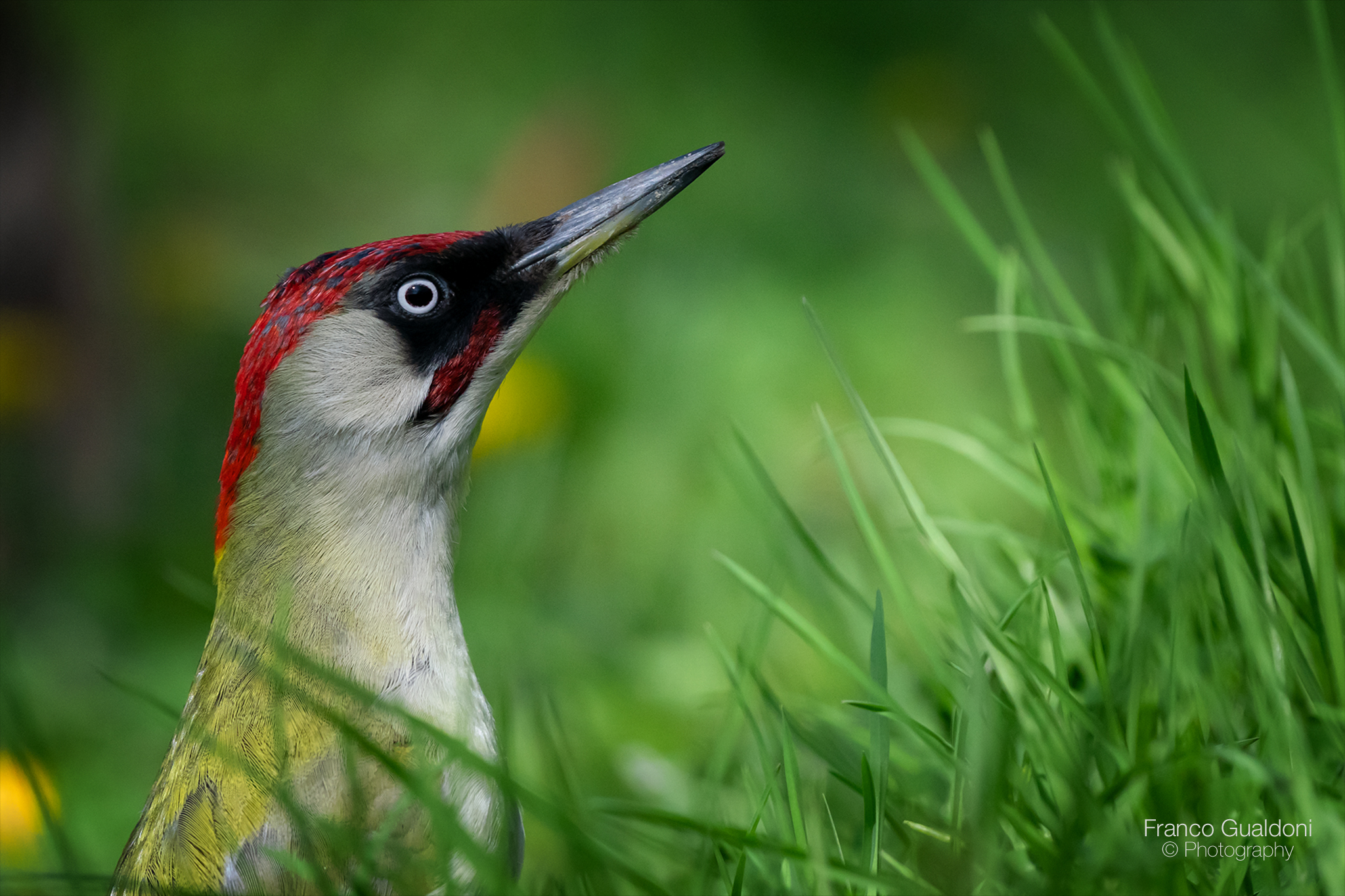 Ritratto di Picchio verde..