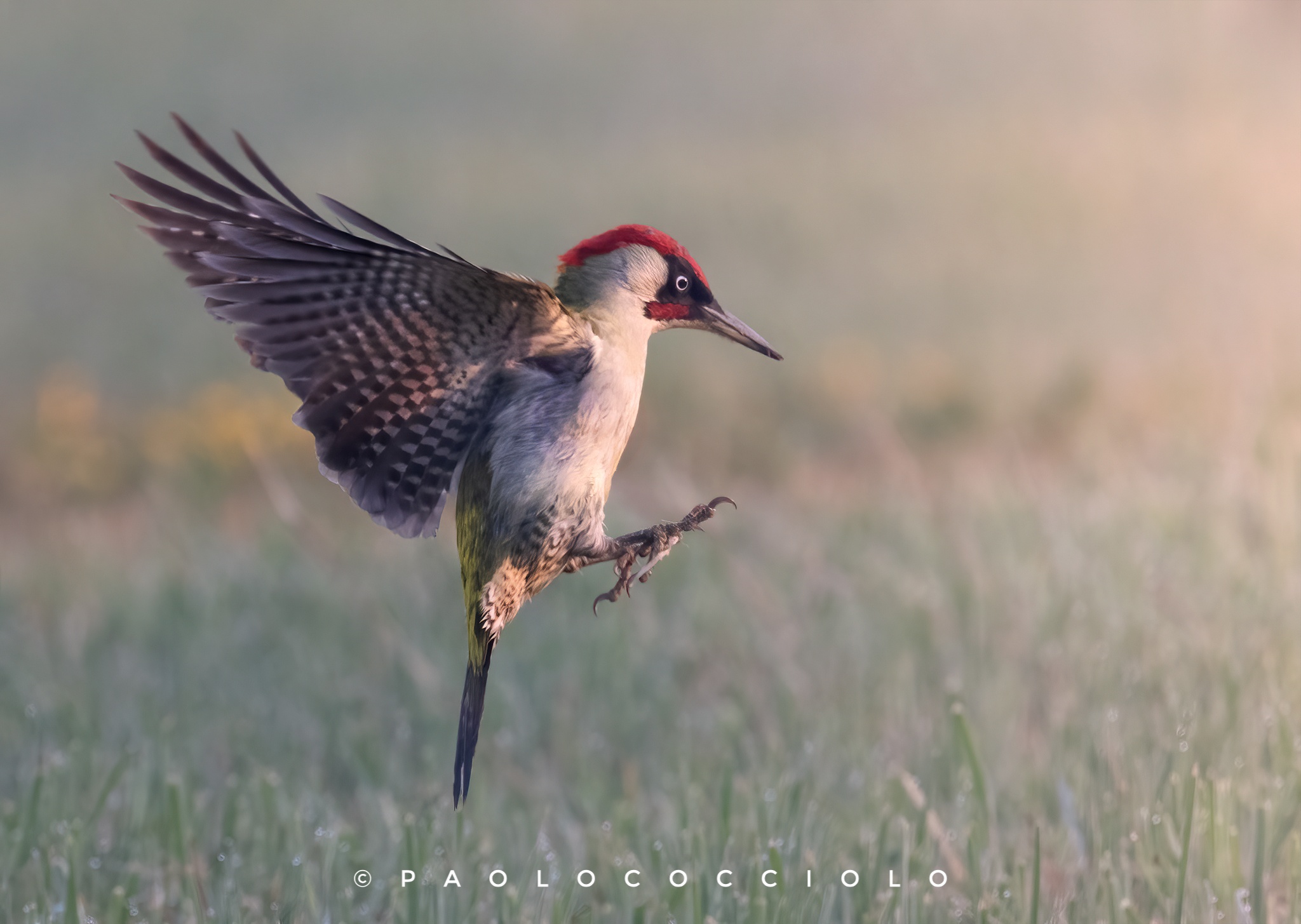 Green woodpecker at dawn