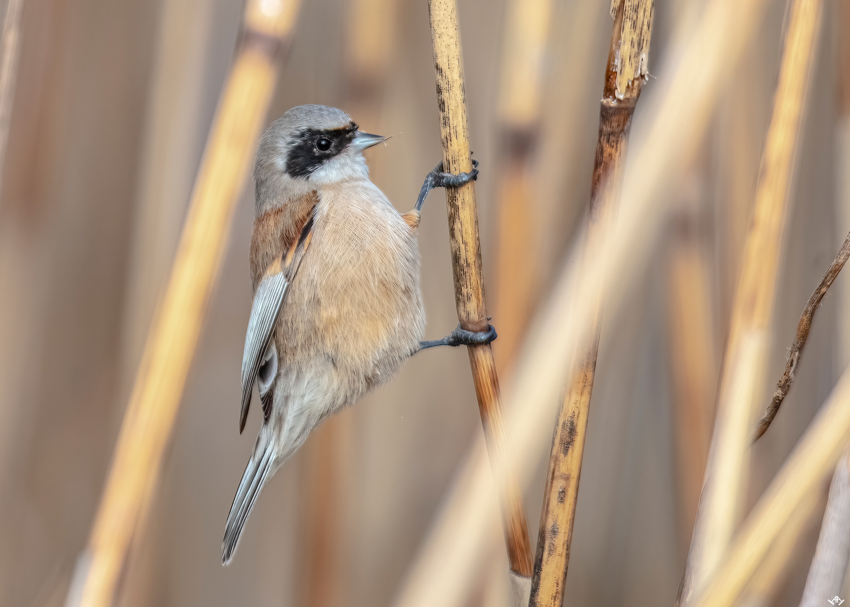 Pitigoi pungar / Boicus